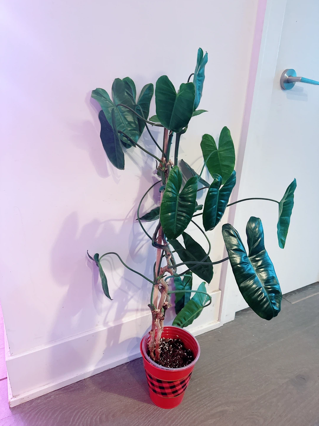 Philodendron "Burle Marx" Plant 3 Ft tall - photo 2