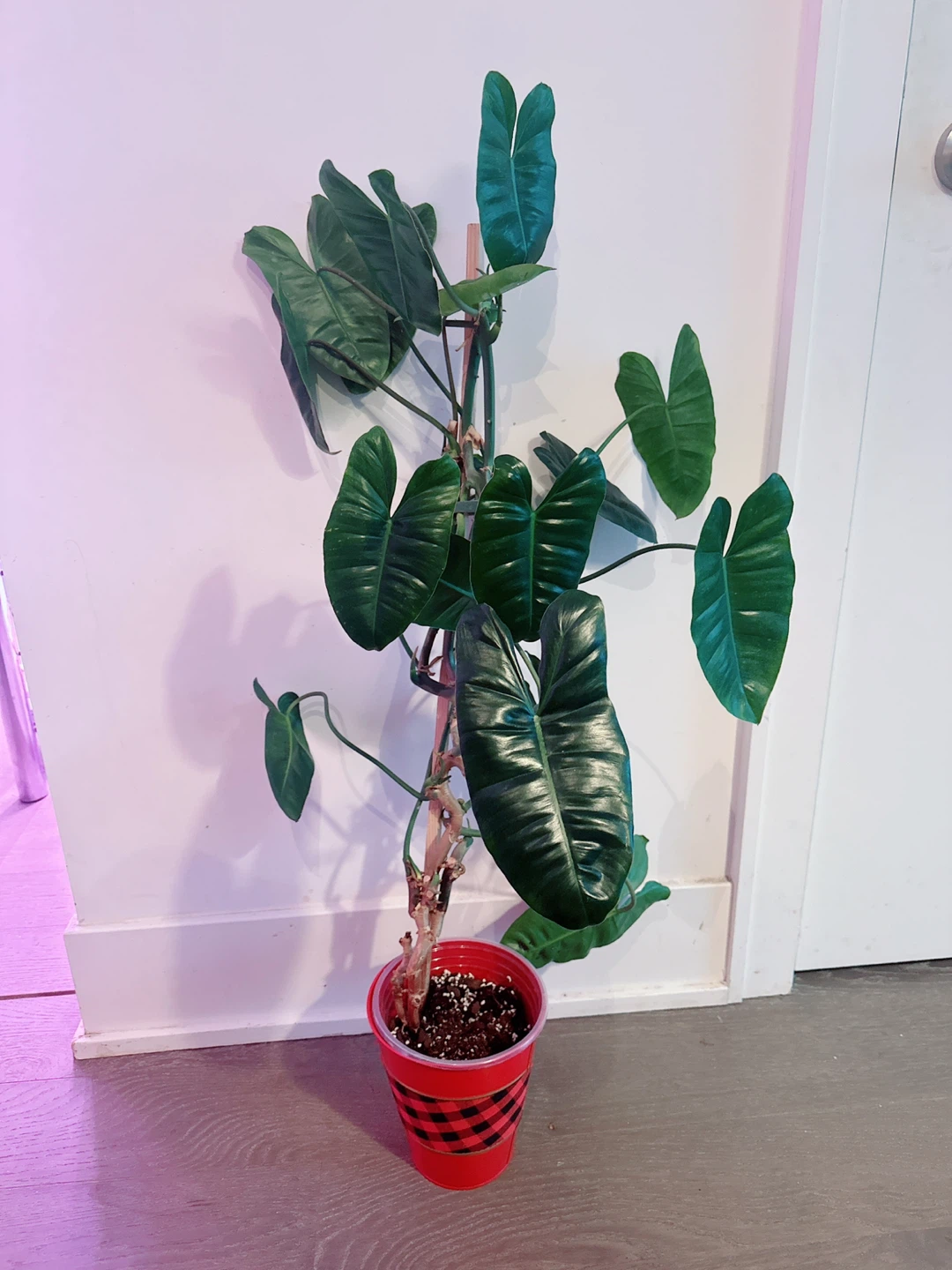 Philodendron "Burle Marx" Plant 3 Ft tall