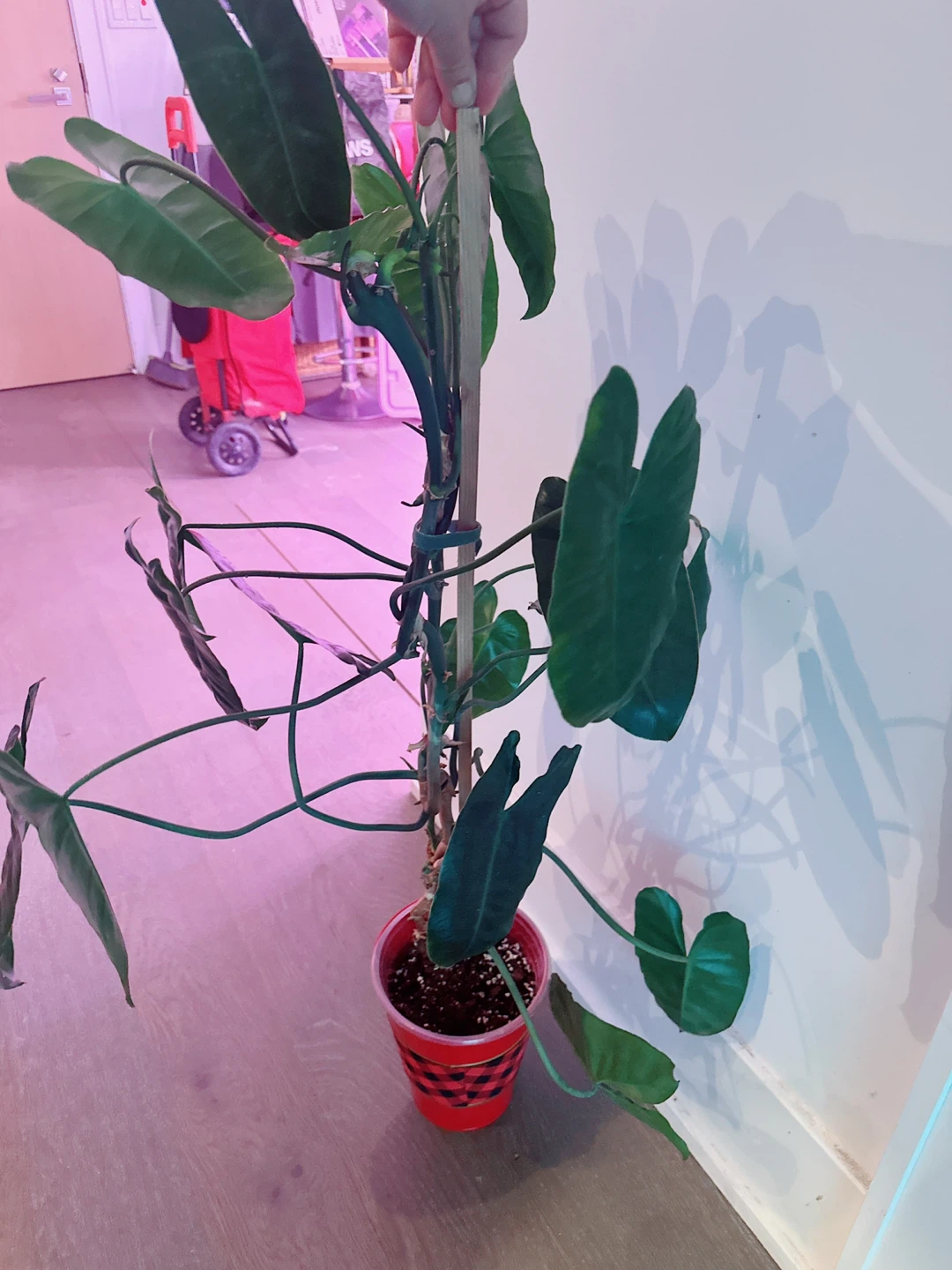 Philodendron "Burle Marx" Plant 3 Ft tall - photo 3