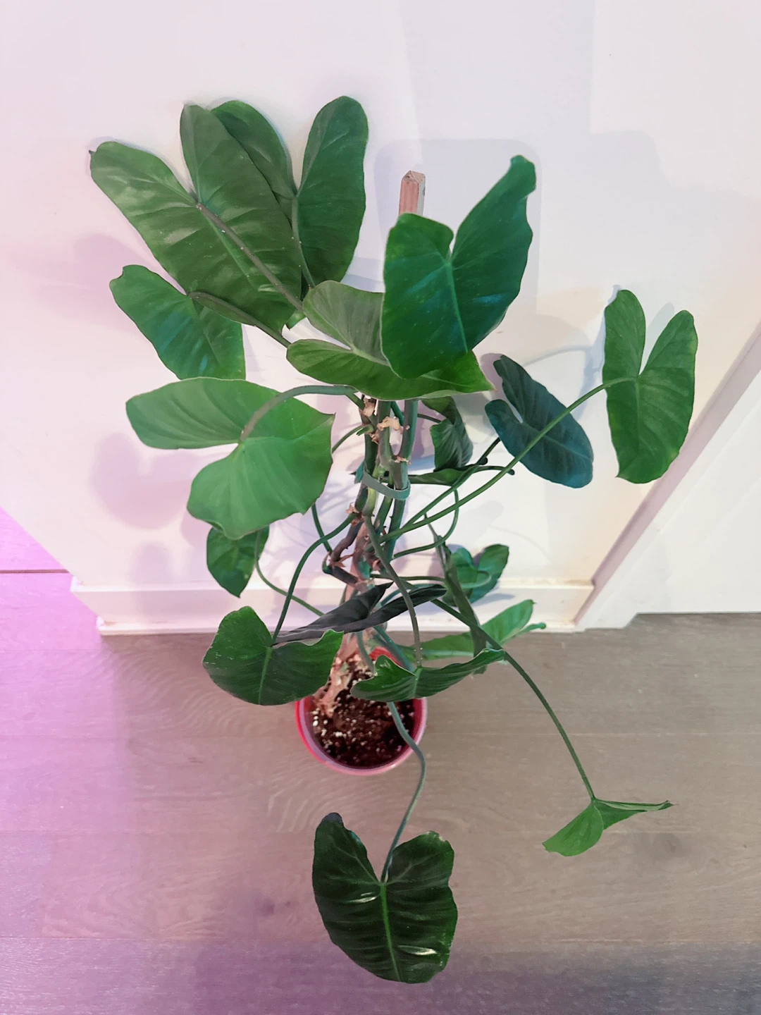 Philodendron "Burle Marx" Plant 3 Ft tall - photo 5