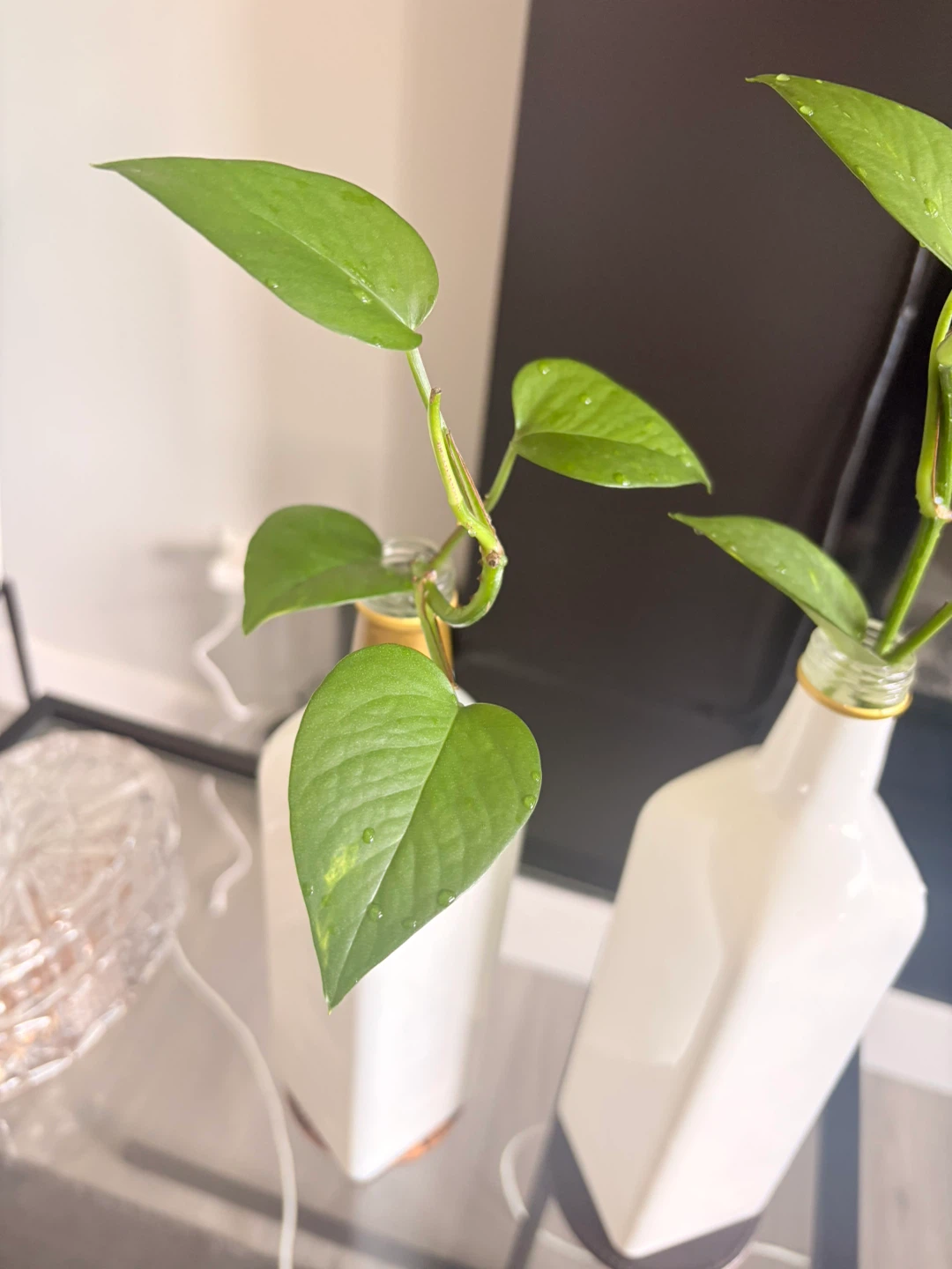 Two Pothos Plants; $5 each - photo 2