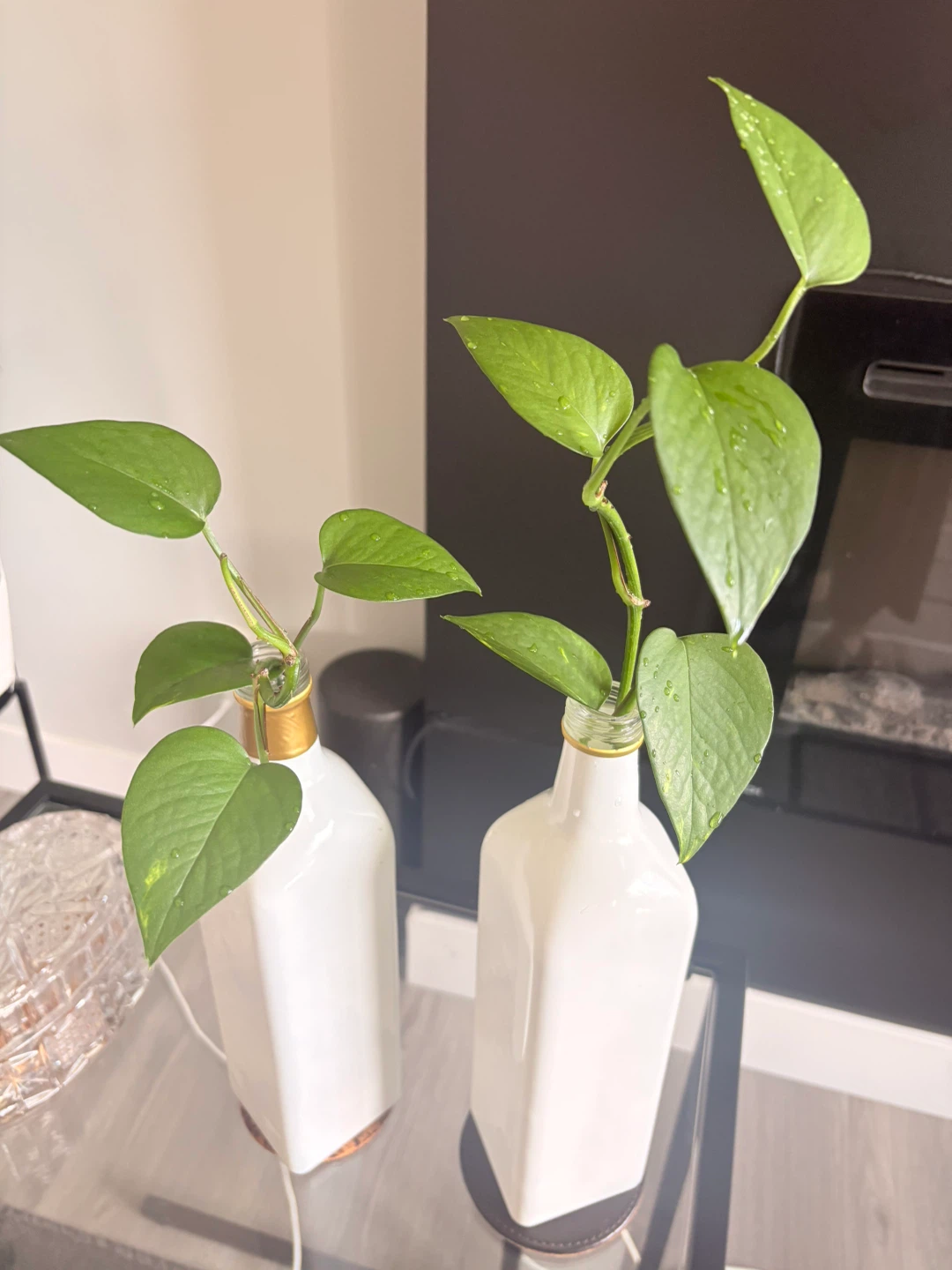 Two Pothos Plants; $5 each
