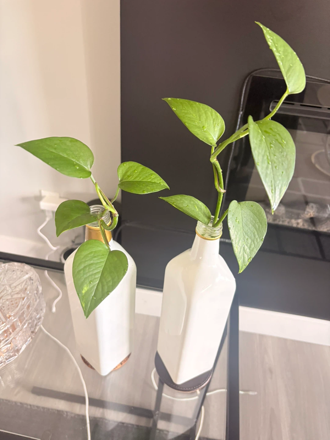 Two Pothos Plants; $5 each - photo 4
