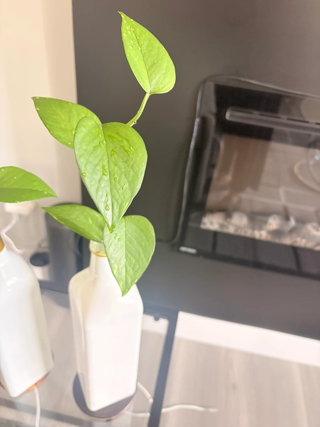 Two Pothos Plants; $5 each - photo 3