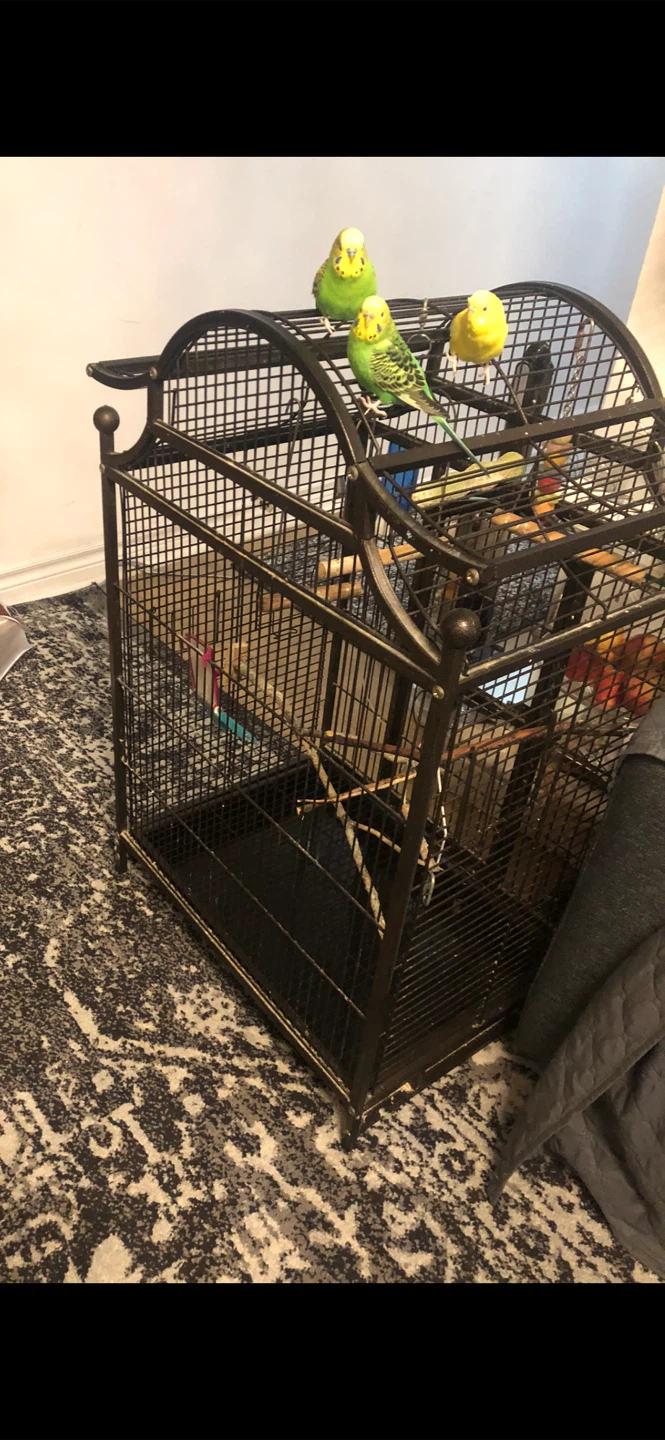 Metal Bird Cage with Perches