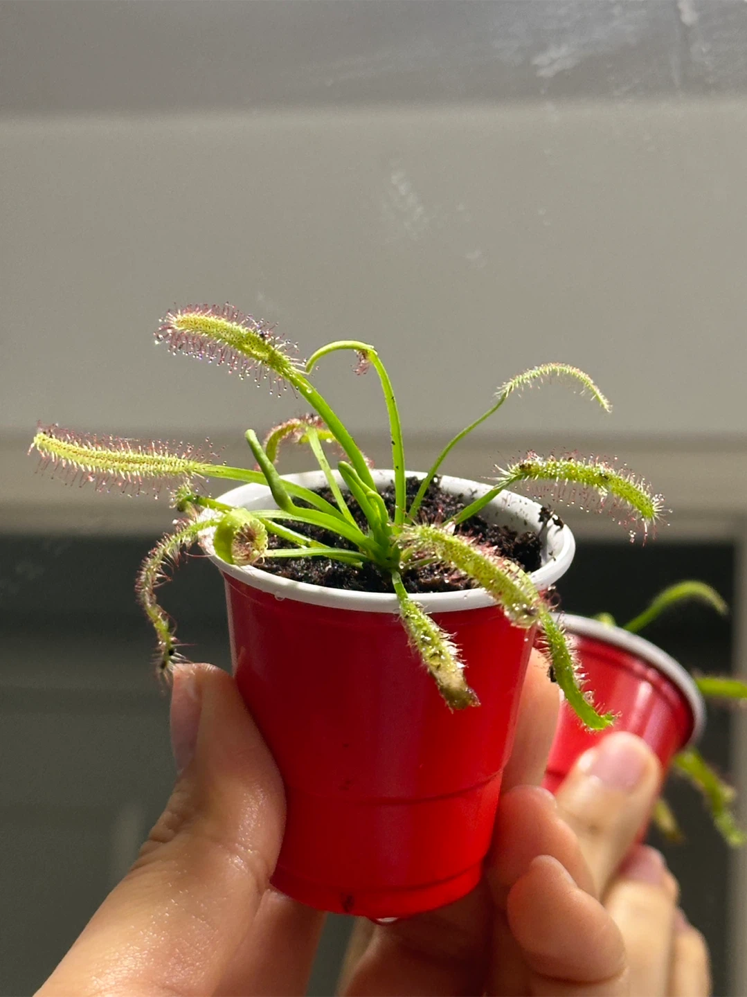 Drosera Capensis Carnivorous Plant