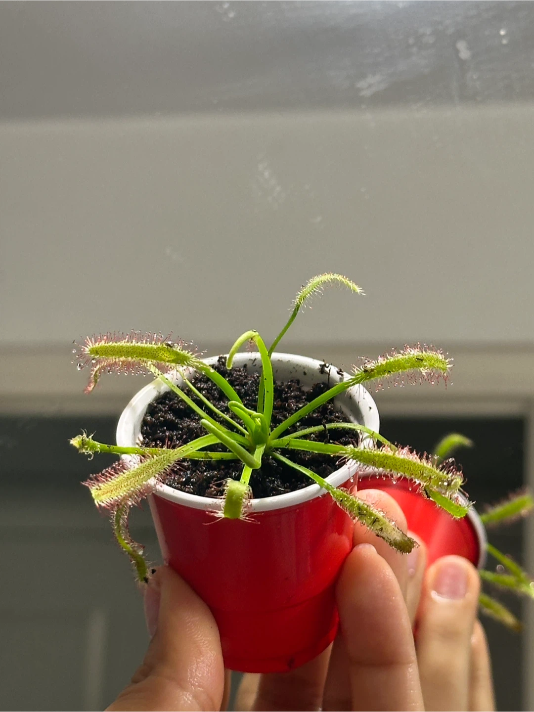 Drosera Capensis Carnivorous Plant - photo 2