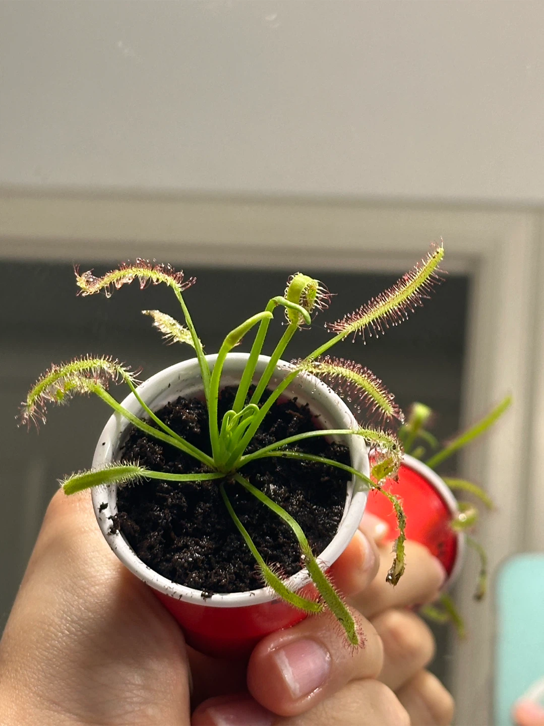 Drosera Capensis Carnivorous Plant - photo 3