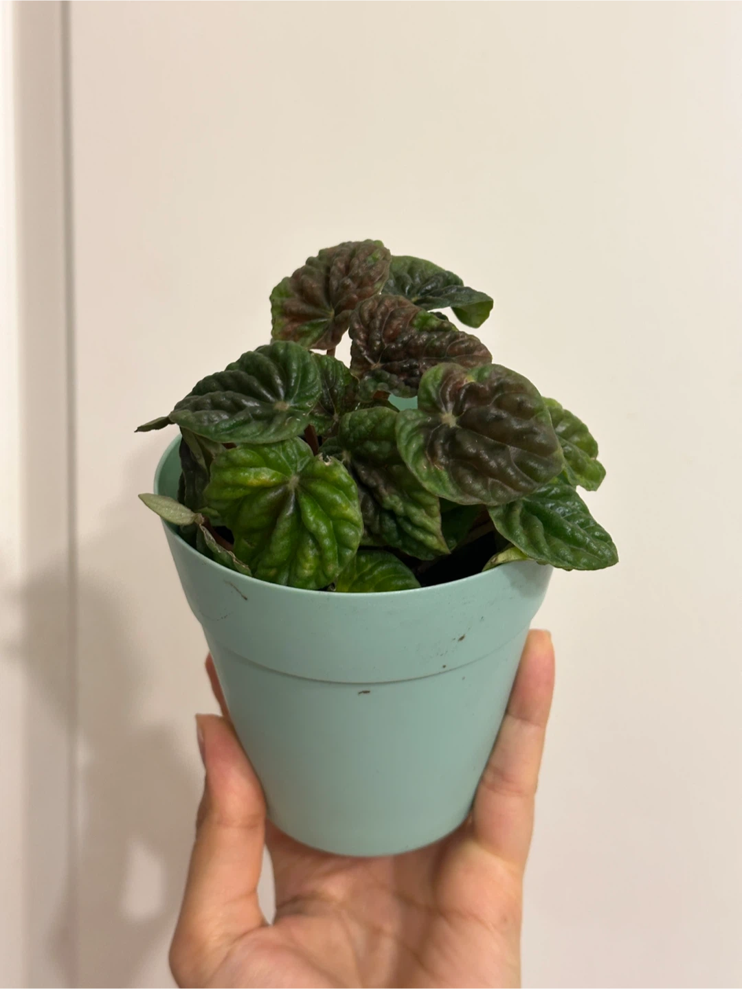 Pepperomia Emerald Ripple Plant - photo 2