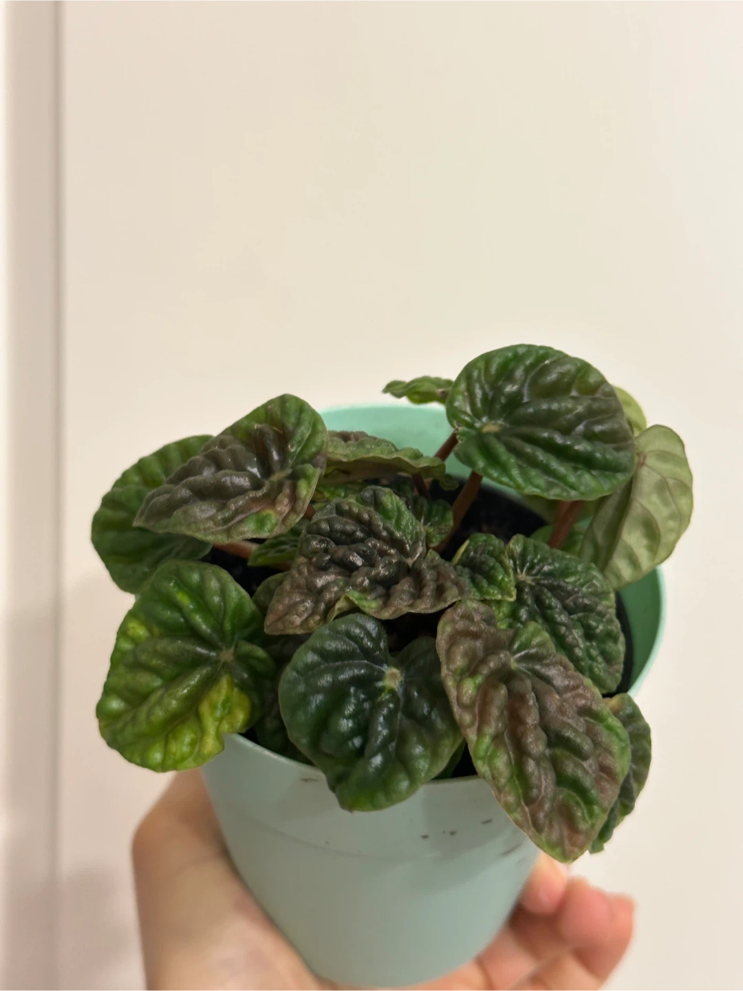 Pepperomia Emerald Ripple Plant - photo 3