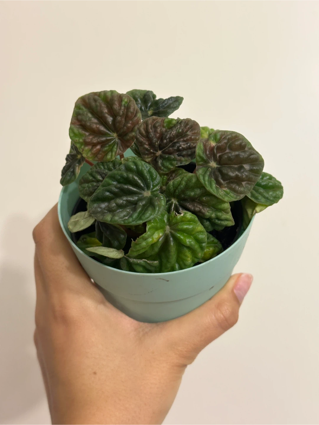 Pepperomia Emerald Ripple Plant