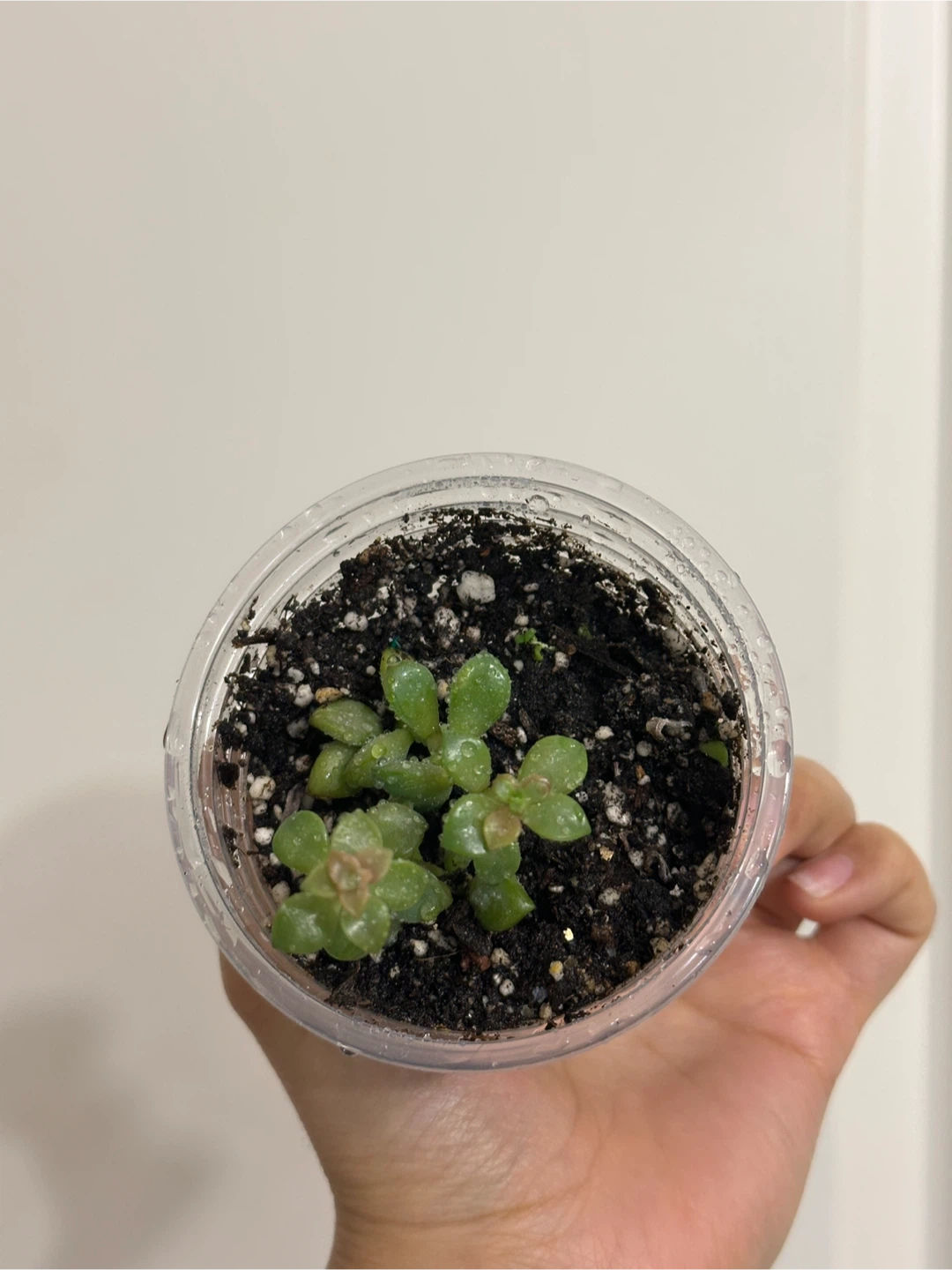 Succulent Plant - photo 2