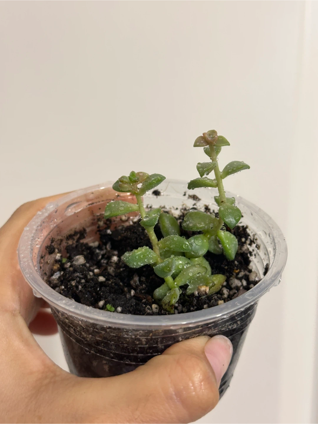 Succulent Plant