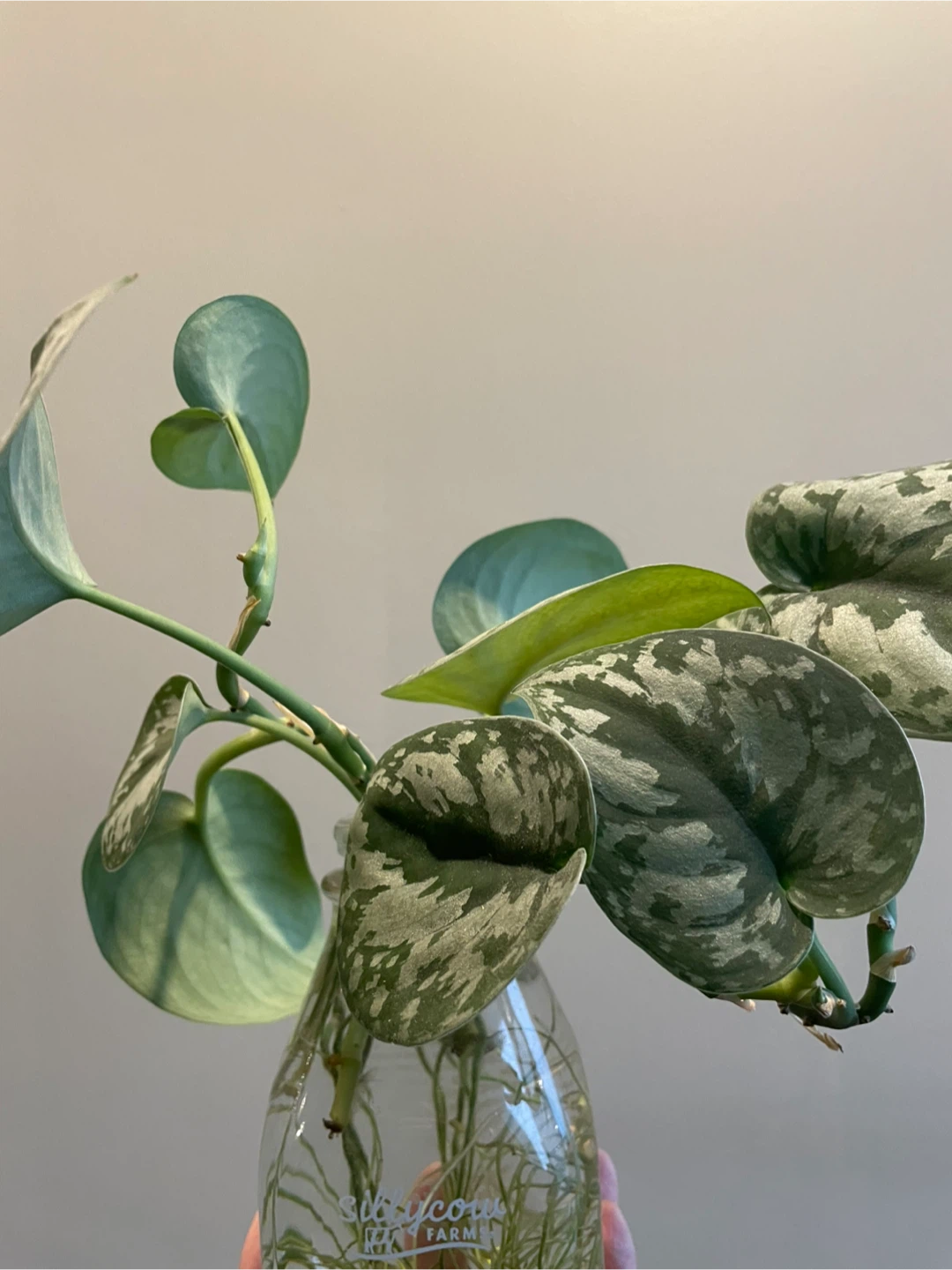 Silver Pothos Plant cuttings - photo 2