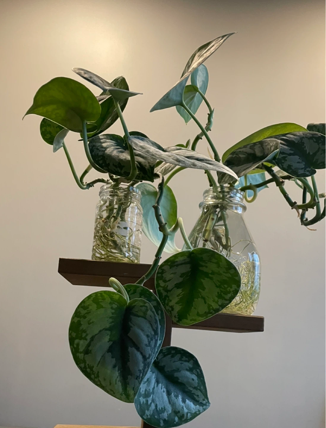 Silver Pothos Plant cuttings
