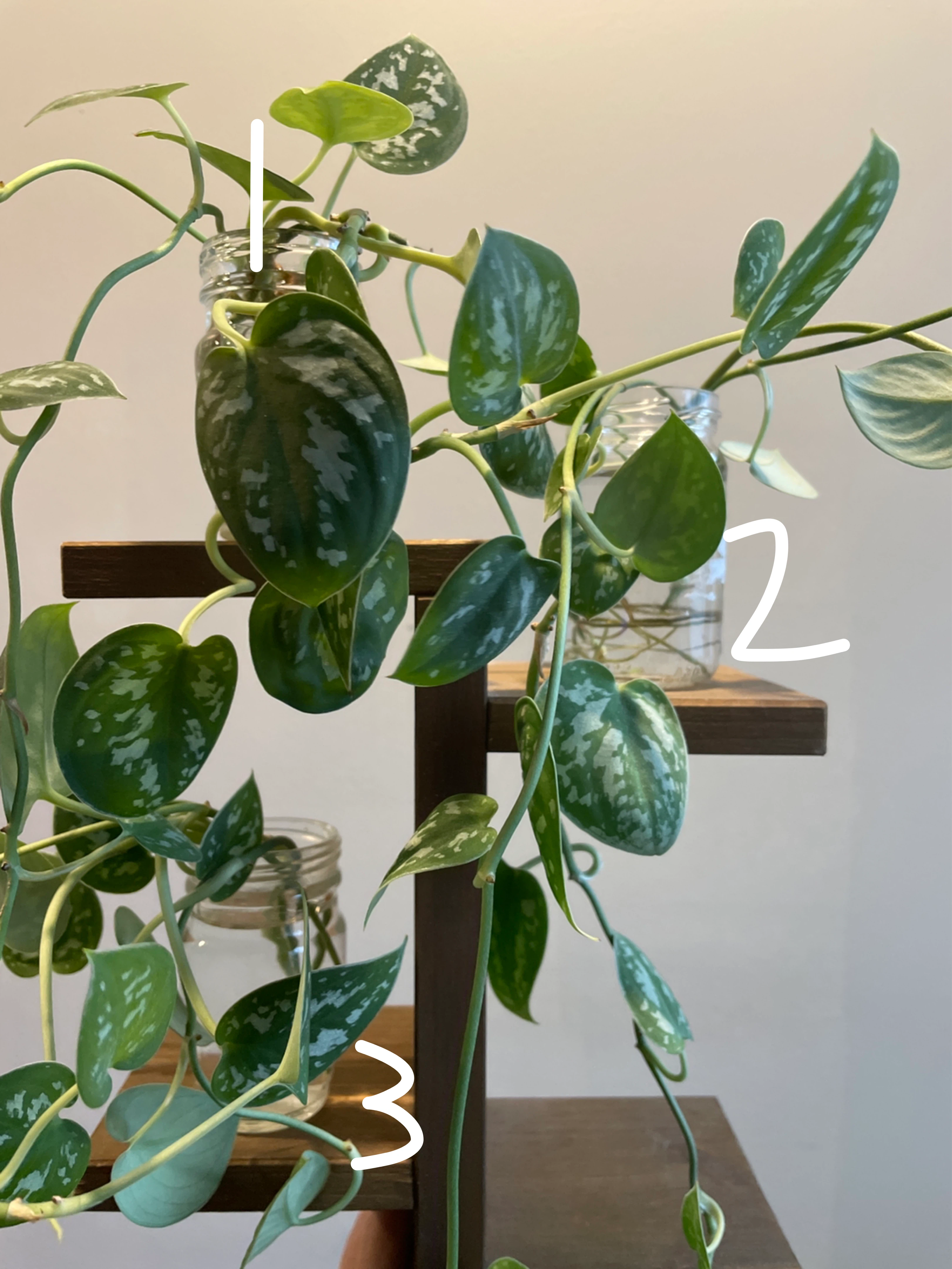 Silver Pothos Plant cuttings - price is for each