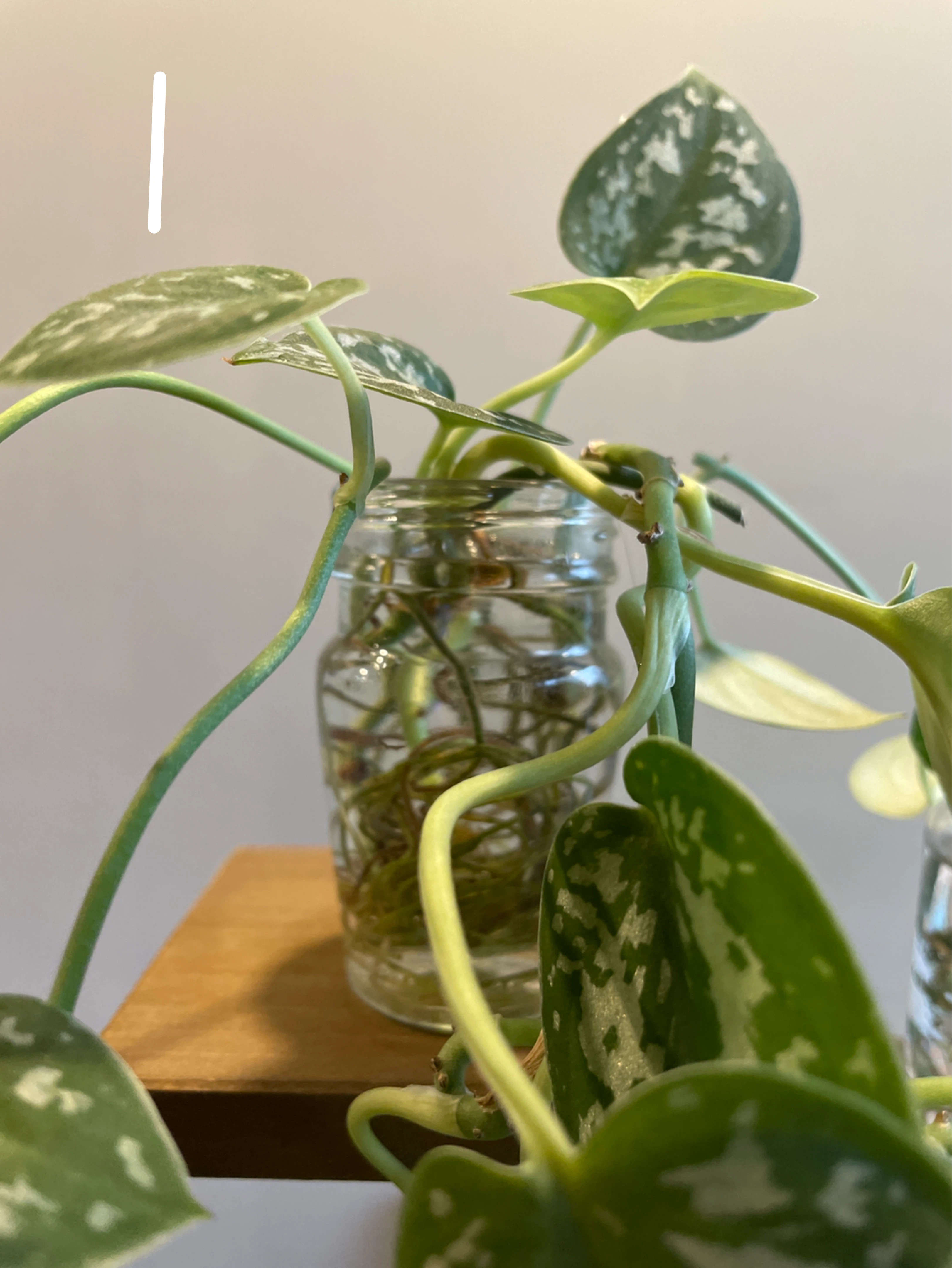 Silver Pothos Plant cuttings - price is for each - photo 2
