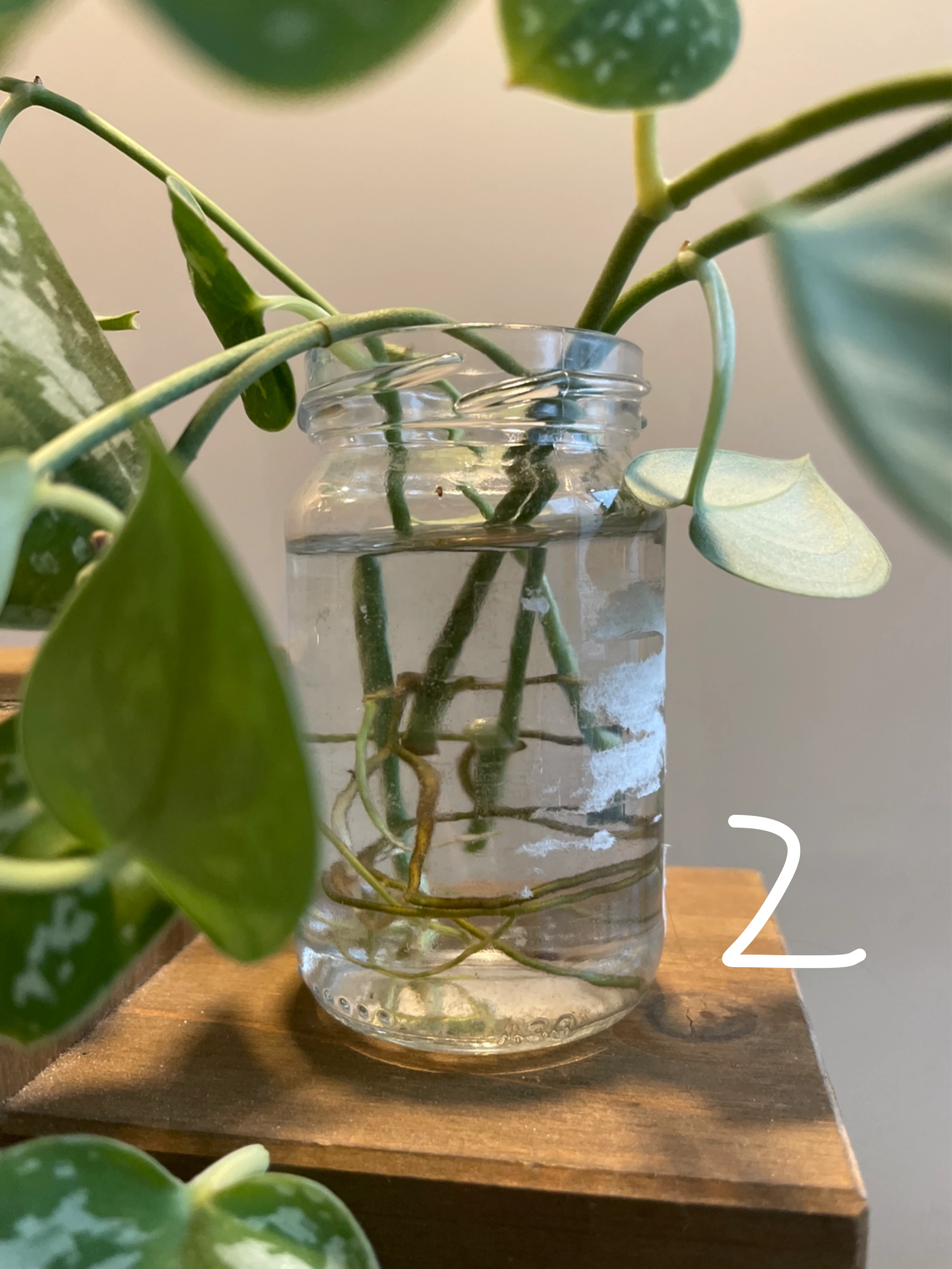 Silver Pothos Plant cuttings - price is for each - photo 3