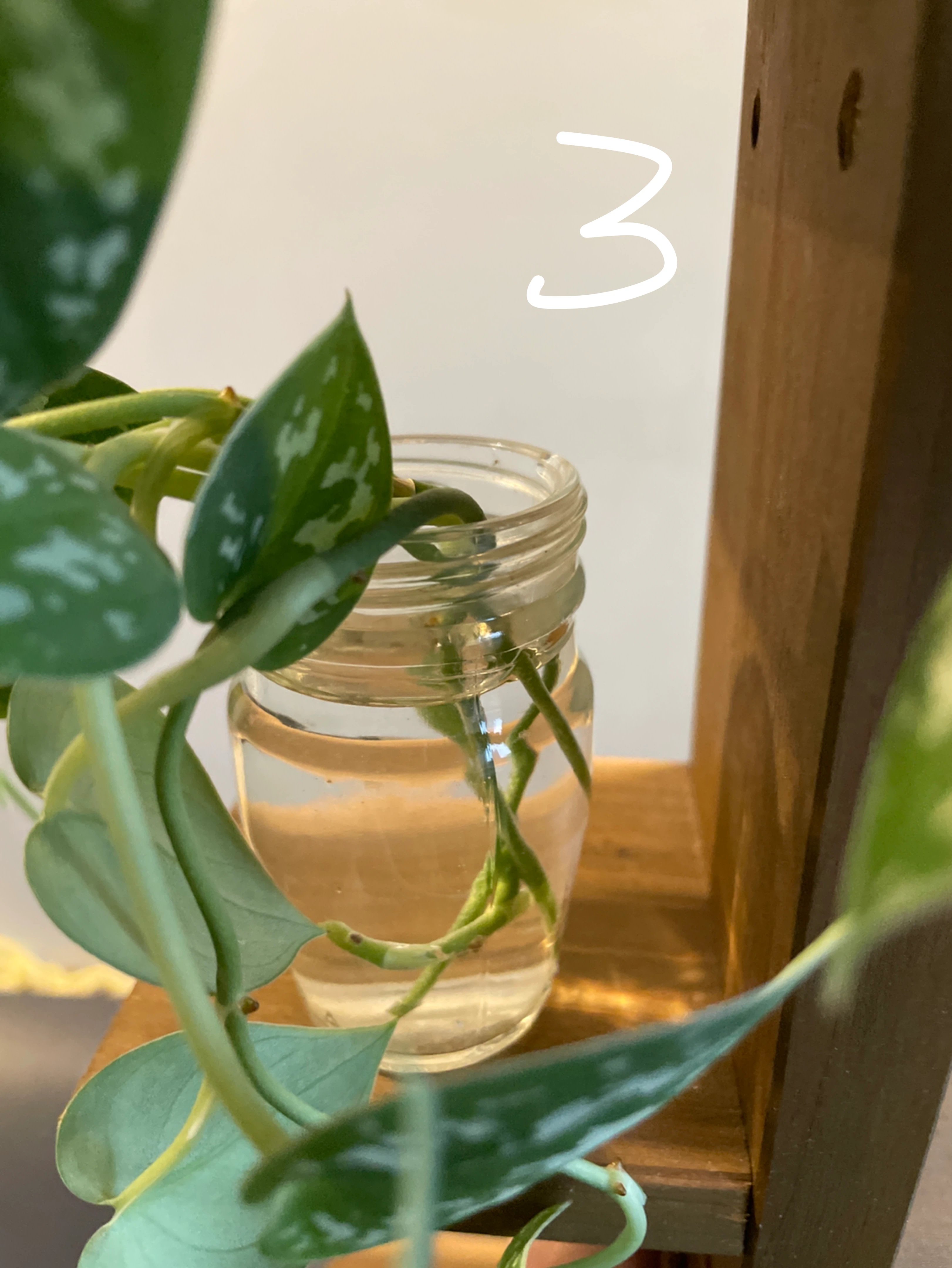 Silver Pothos Plant cuttings - price is for each - photo 4