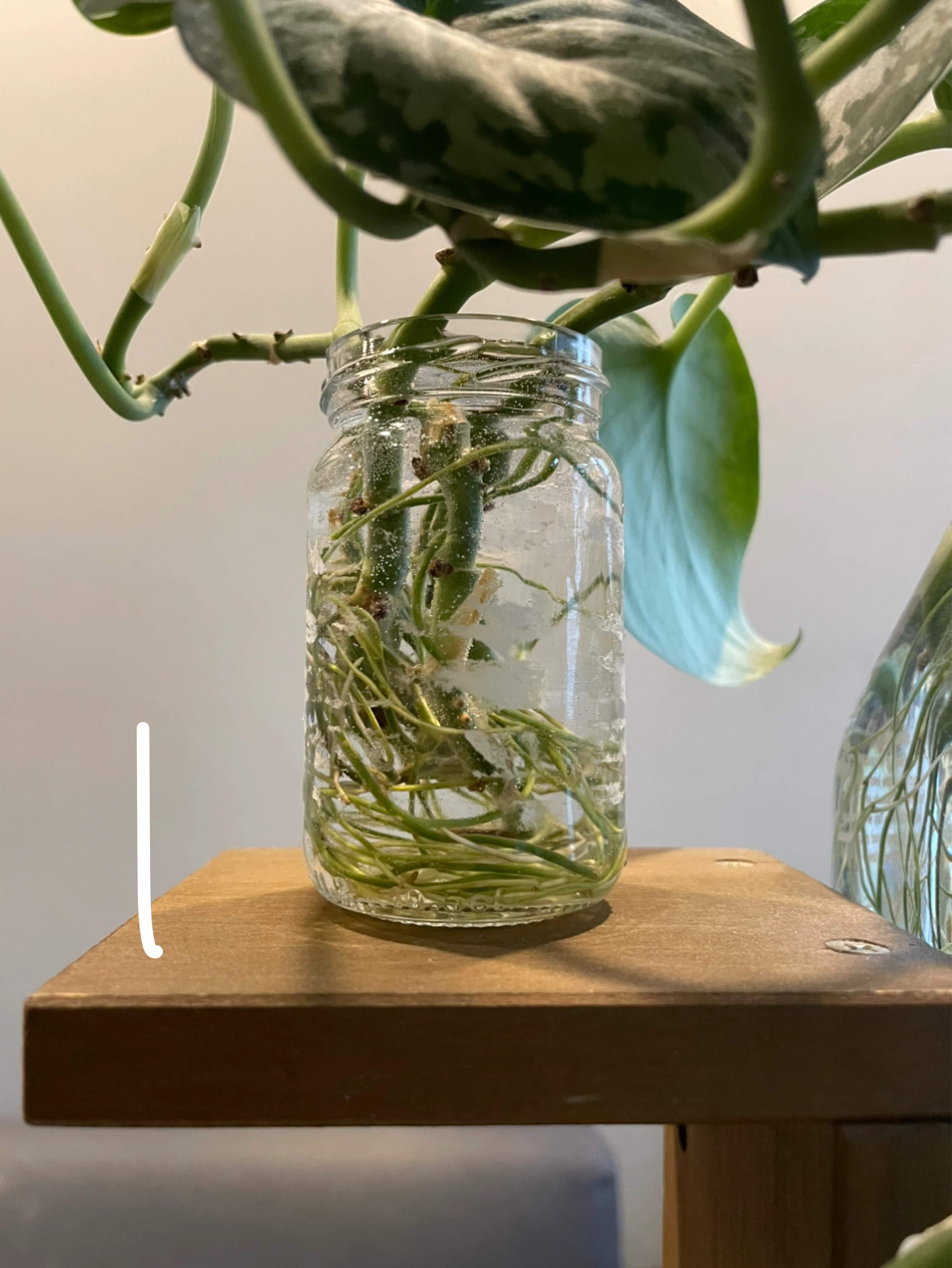 Silver Pothos Plant cuttings - photo 3