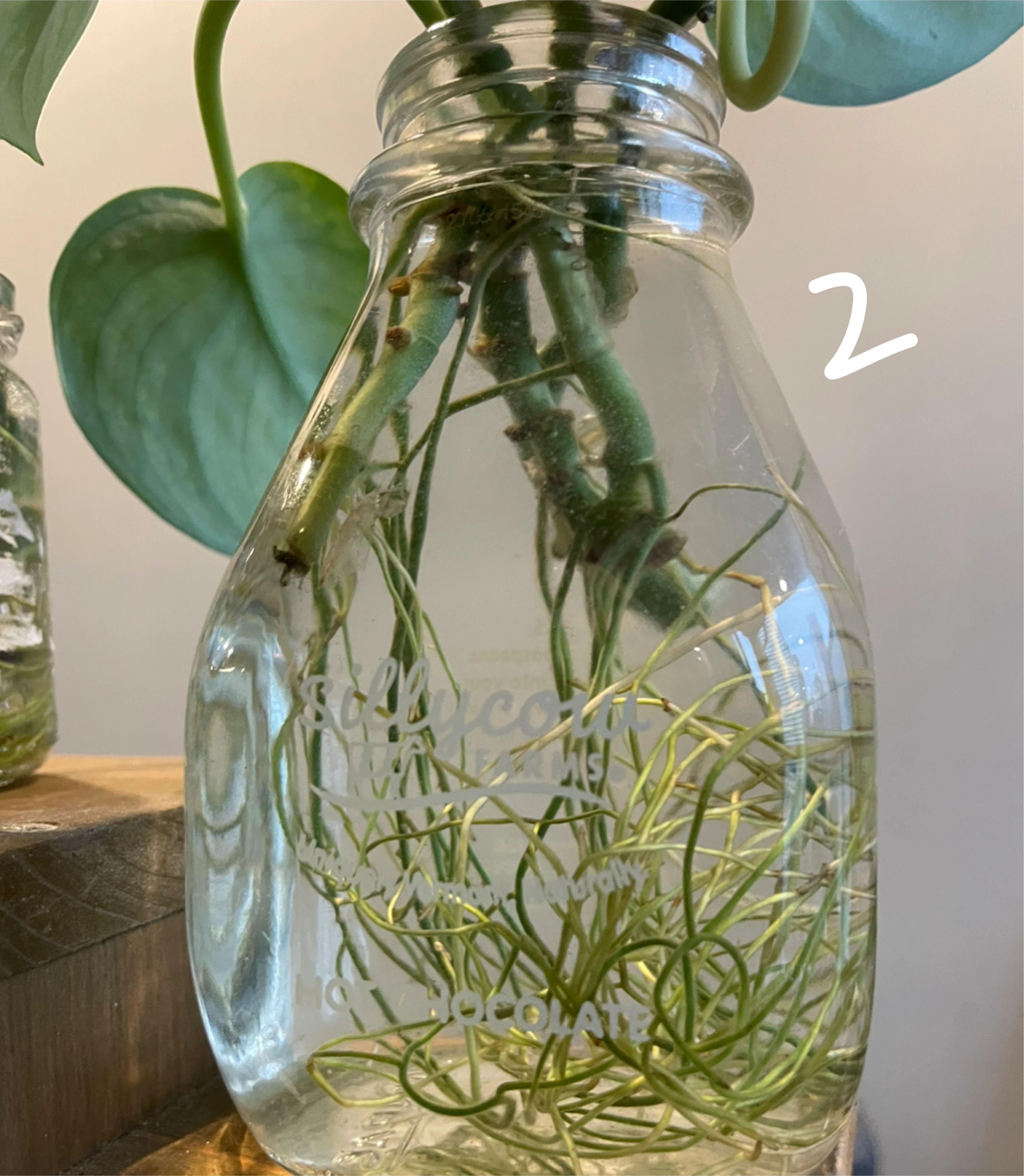 Silver Pothos Plant cuttings - photo 4