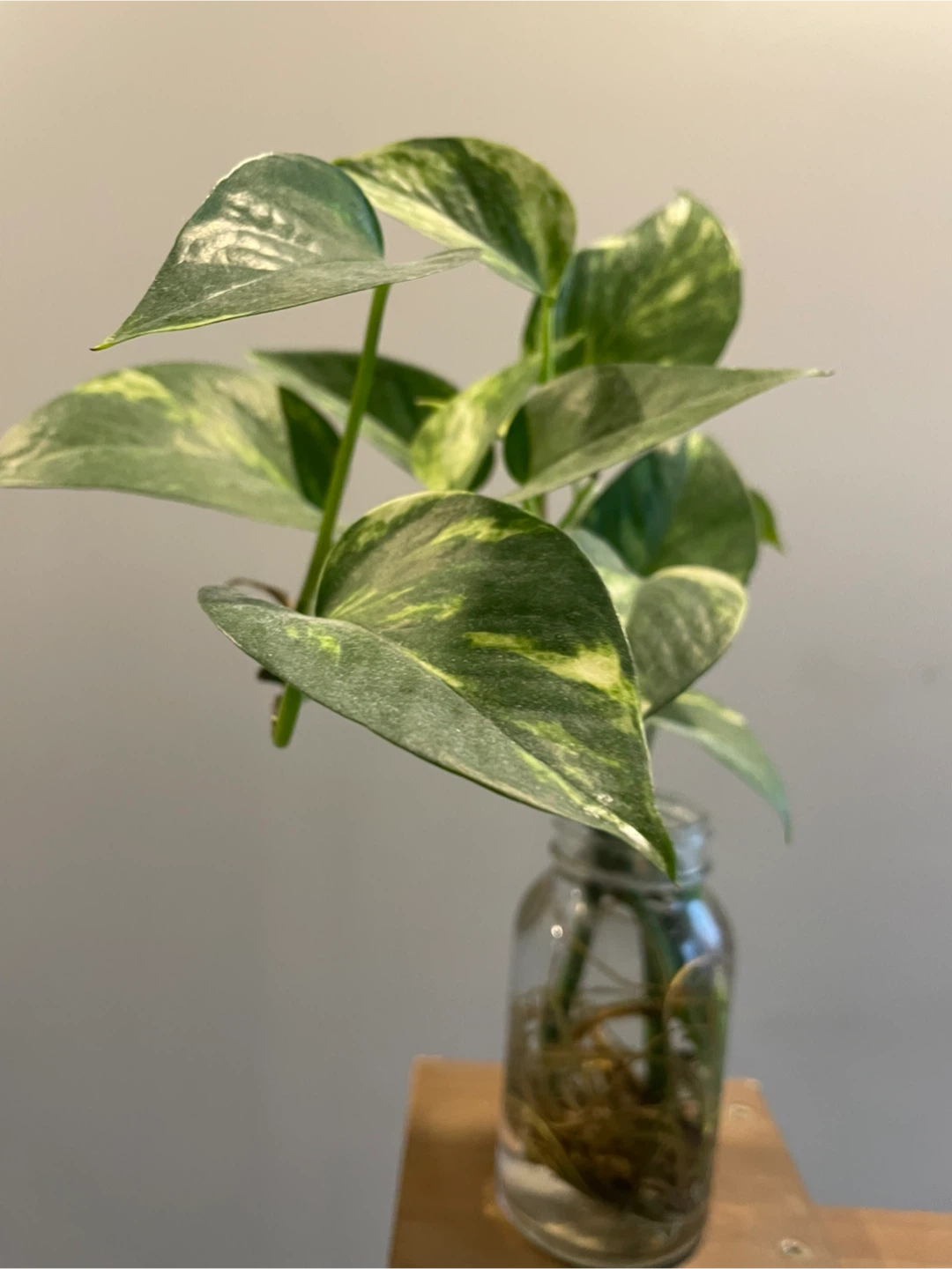 Pothos Plant cutting