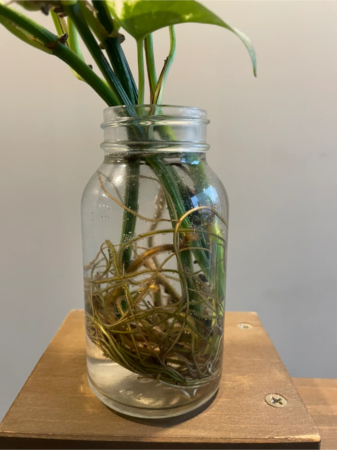 Pothos Plant cutting - photo 2
