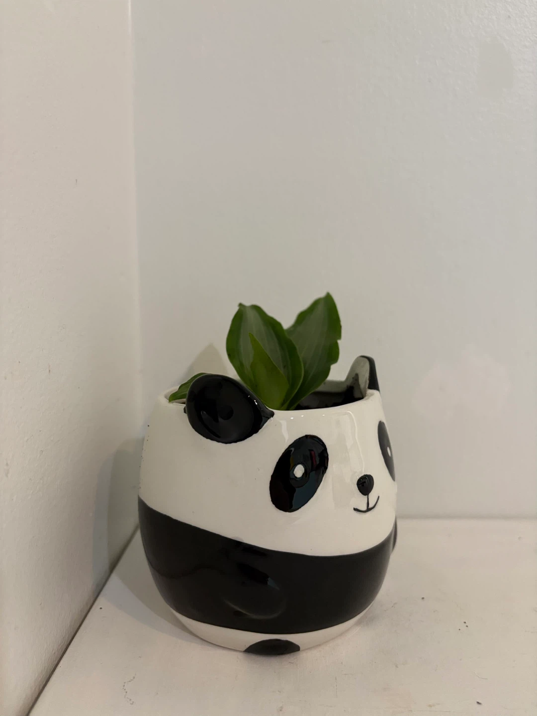 🐼Who wants this growing panda? 🥳🐼 - photo 3