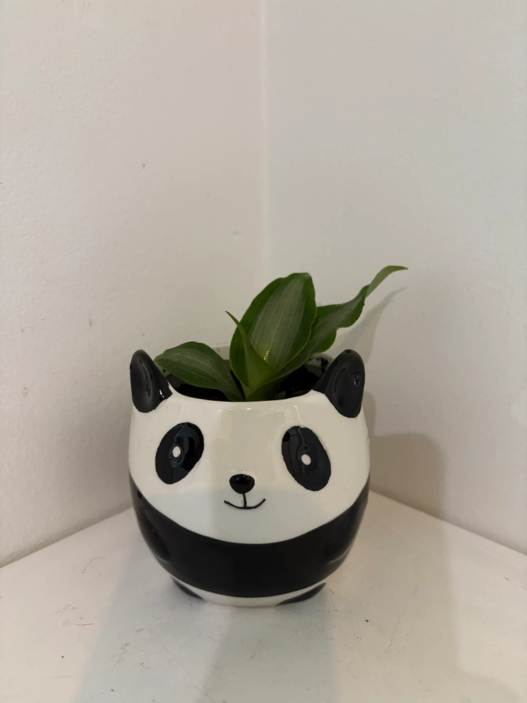 🐼Who wants this growing panda? 🥳🐼