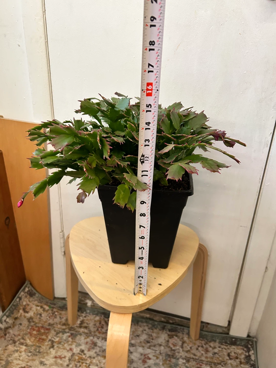 Thanksgiving cactus - photo 3