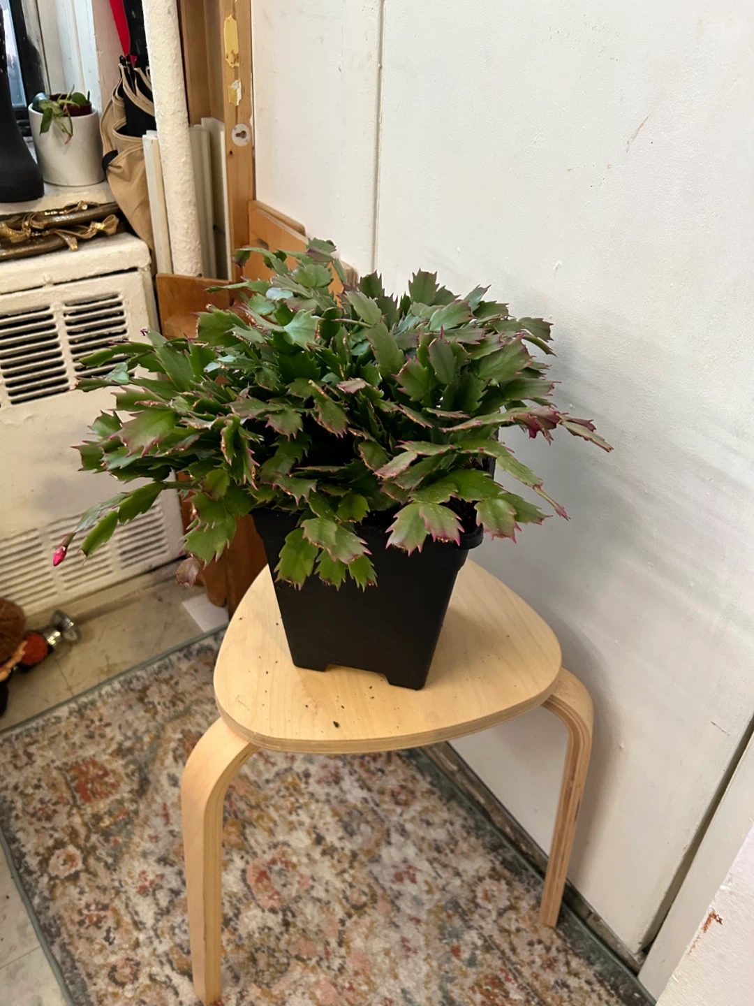 Thanksgiving cactus