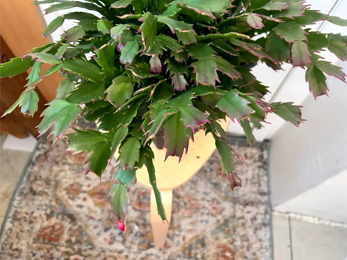 Thanksgiving cactus - photo 4