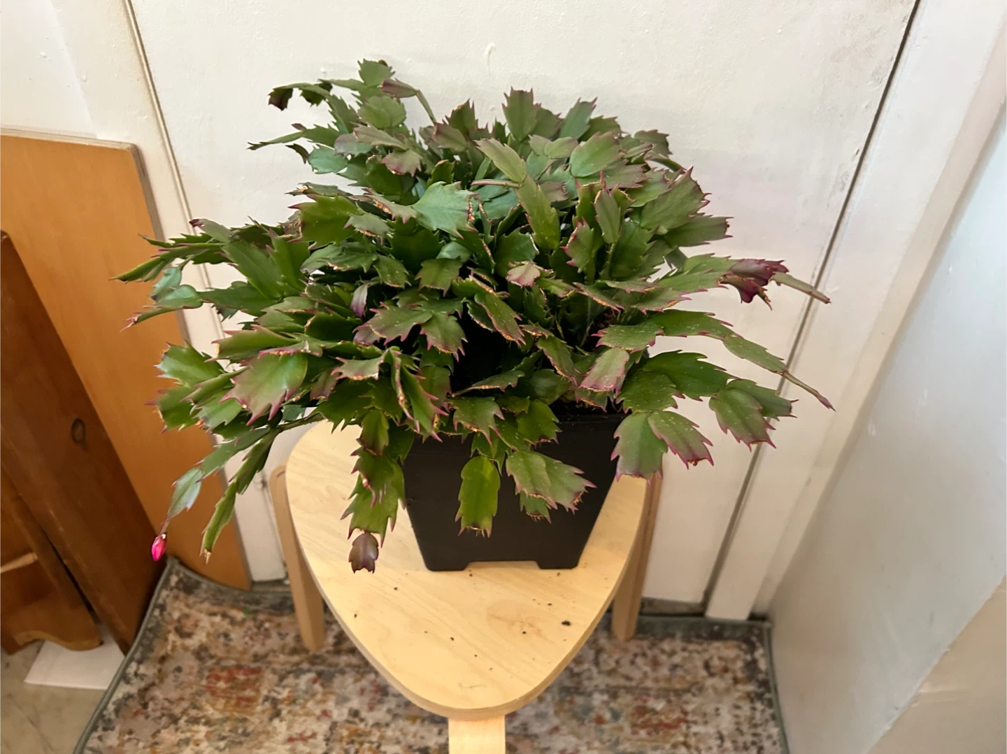 Thanksgiving cactus - photo 5