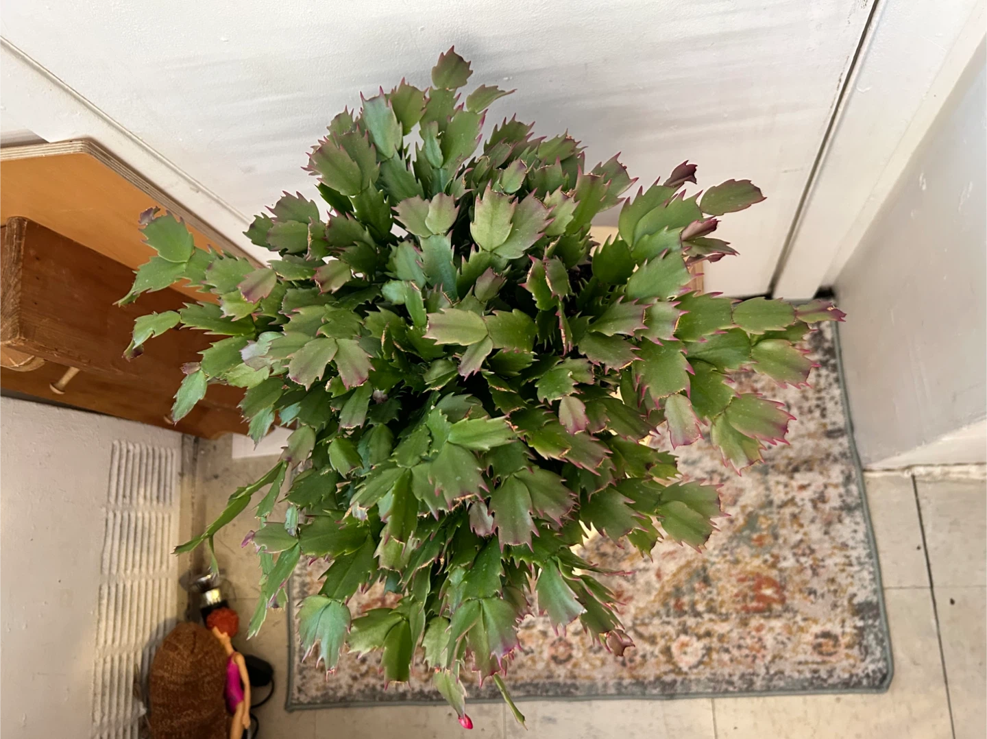 Thanksgiving cactus - photo 2