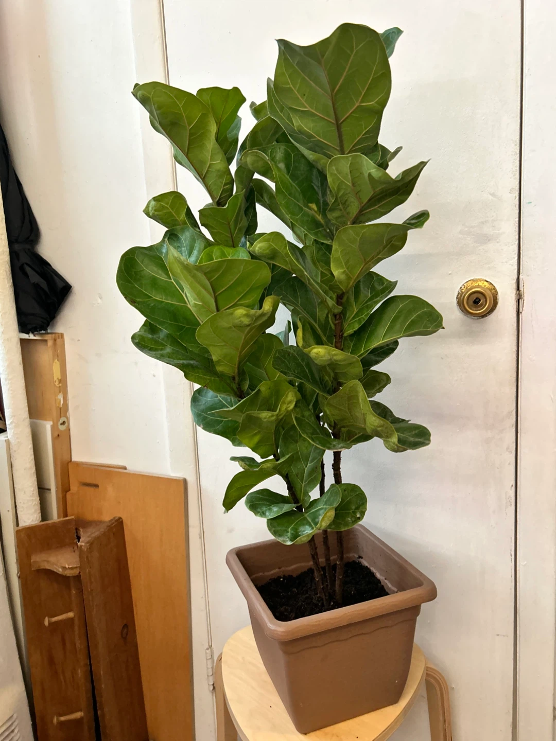 Ficus lyrata