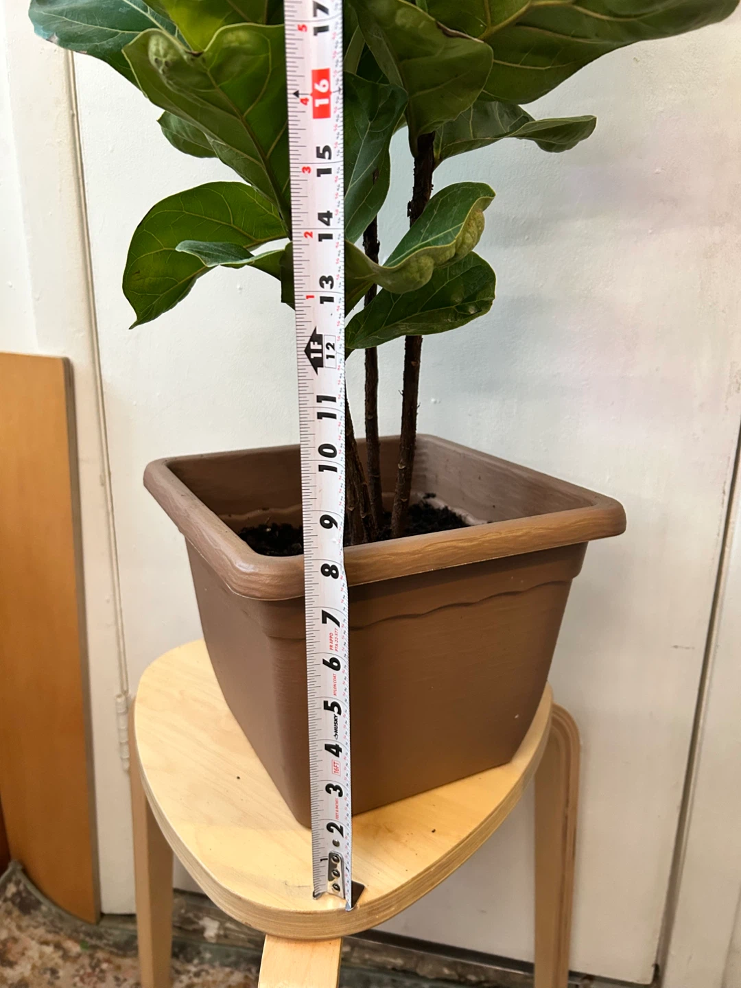 Ficus lyrata - photo 4
