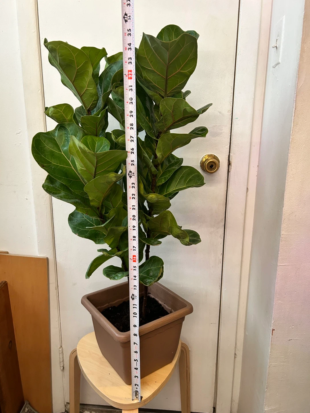 Ficus lyrata - photo 2