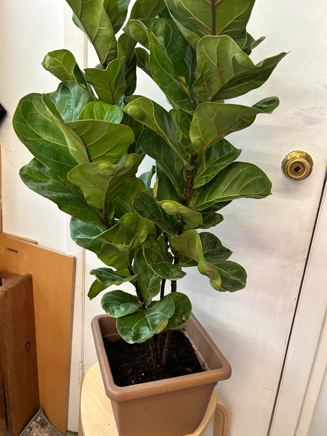 Ficus lyrata - photo 3
