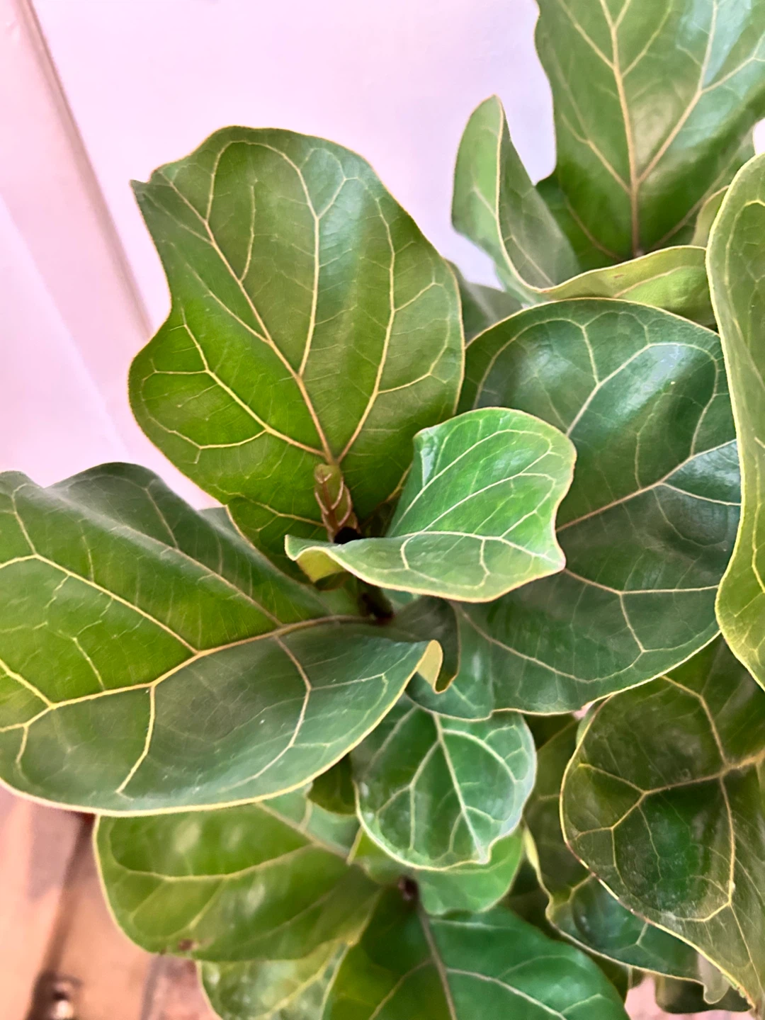 Ficus lyrata - photo 5