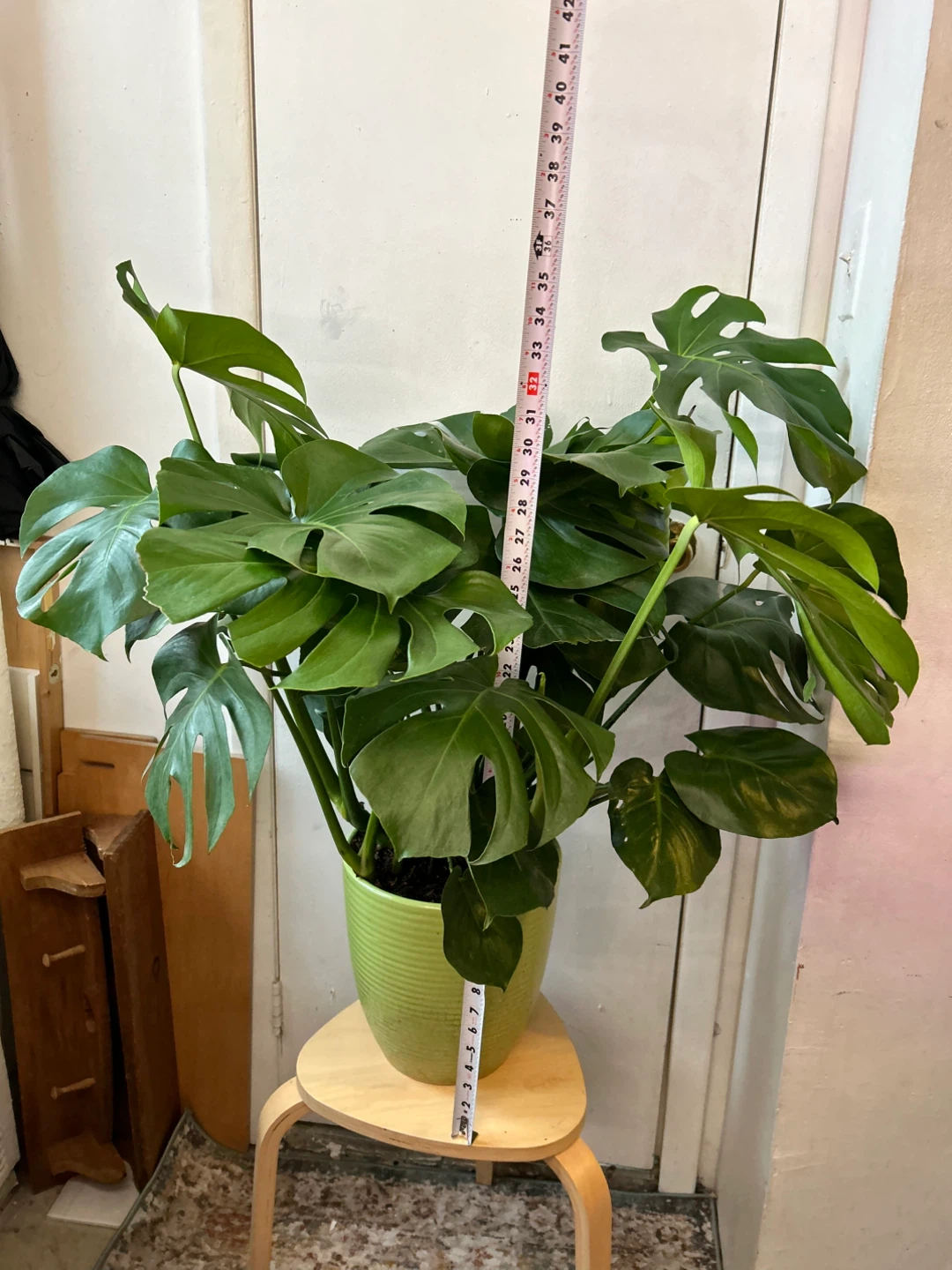 Monstera deiciosa - photo 2