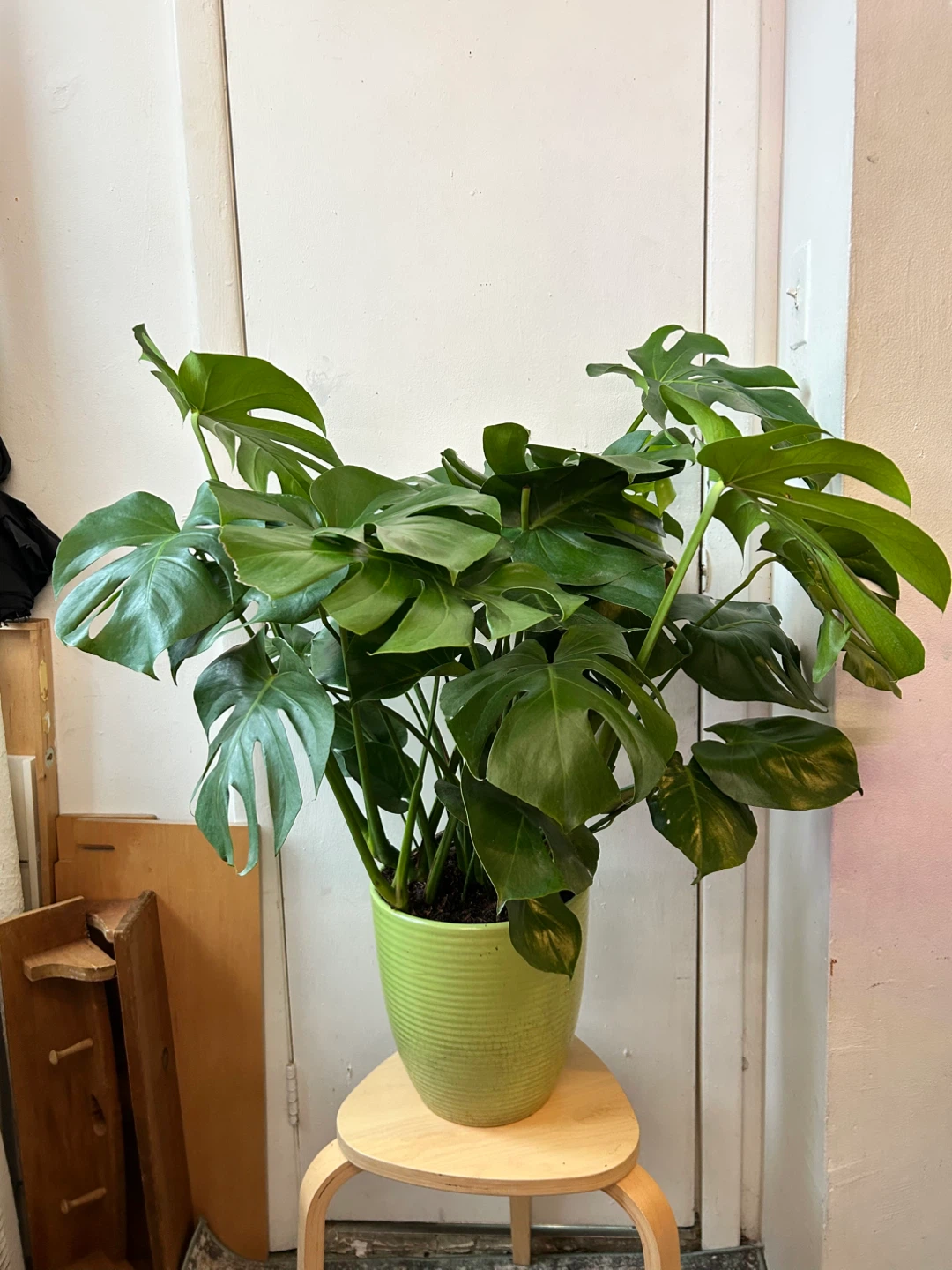 Monstera deiciosa