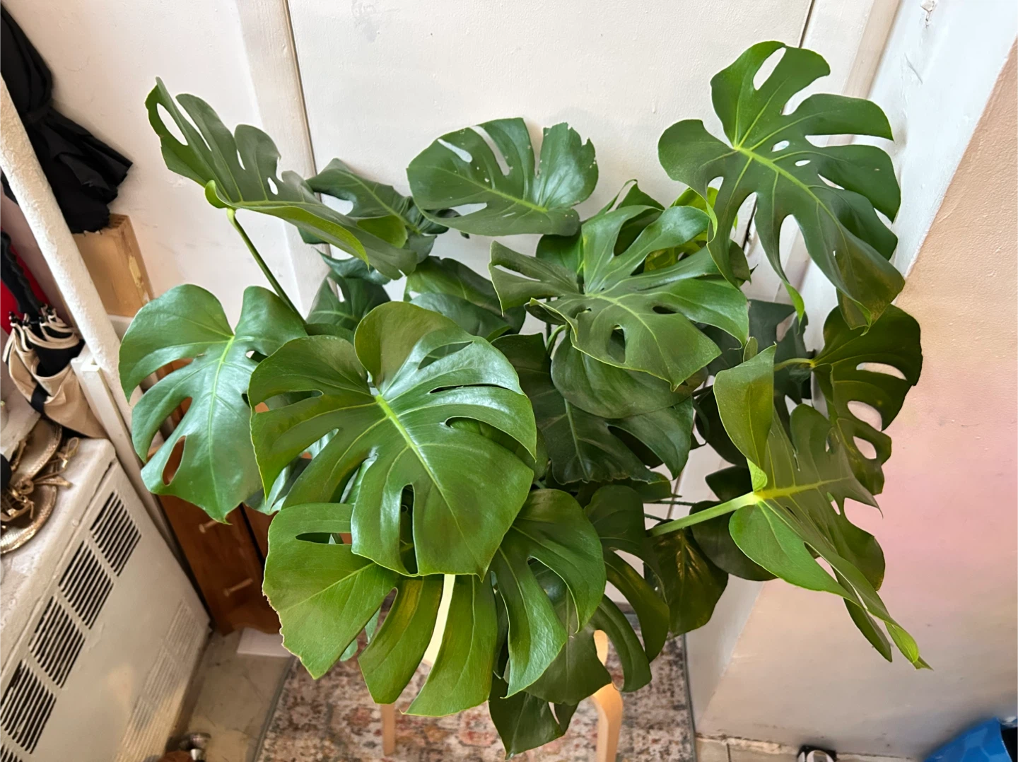 Monstera deiciosa - photo 4