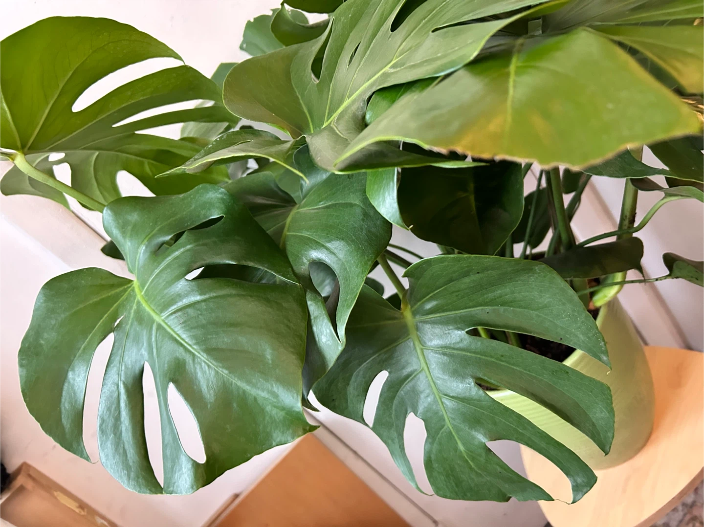 Monstera deiciosa - photo 5