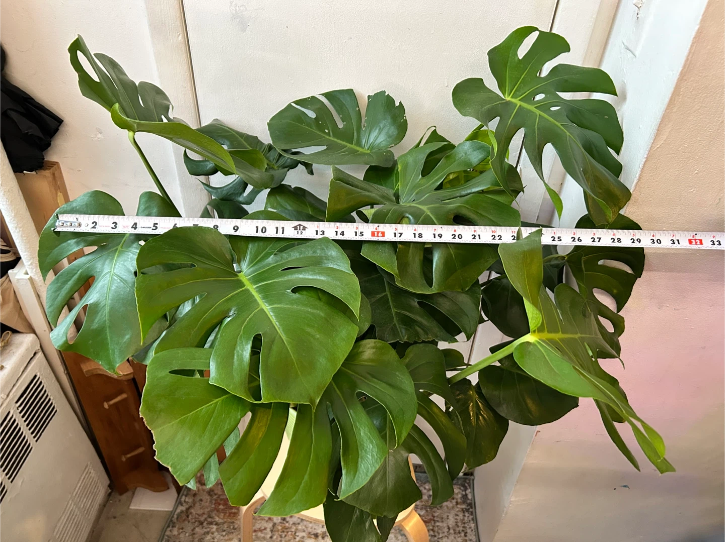 Monstera deiciosa - photo 3
