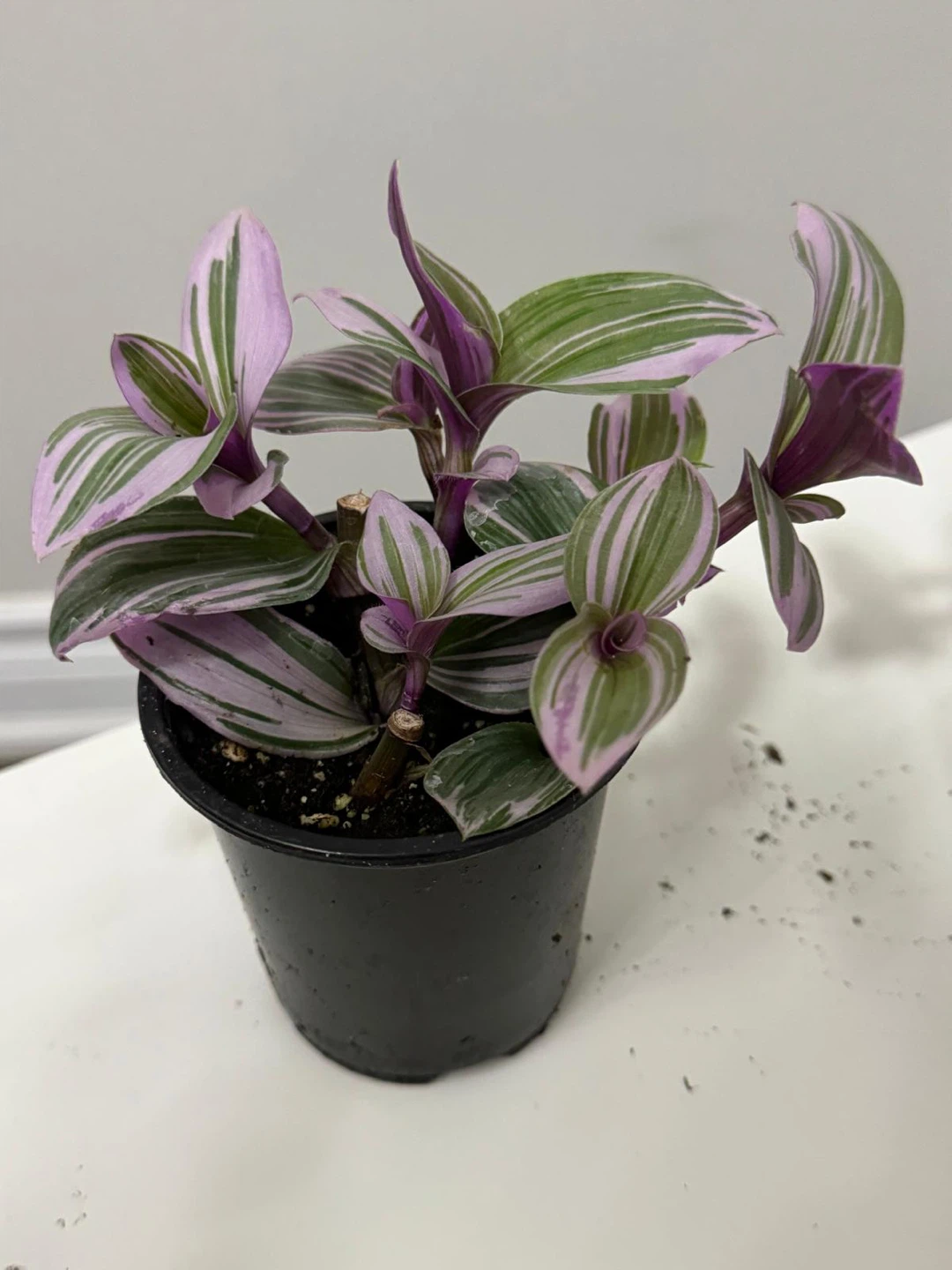 Tradescantia Plant-3.5” pot