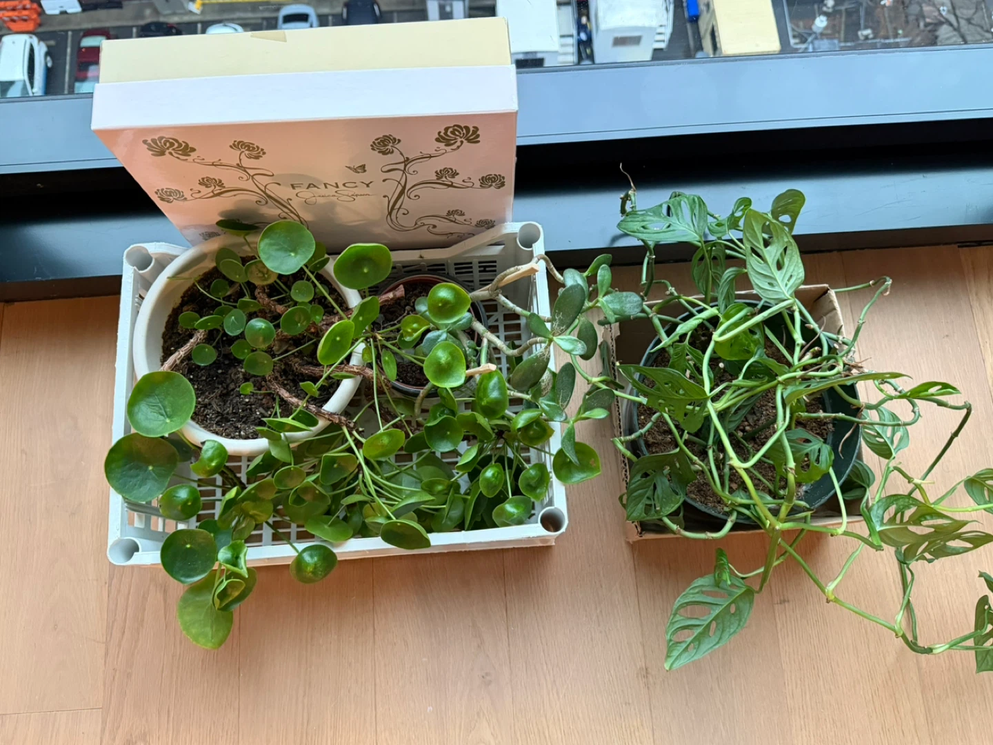 Pilea peperomioides plant and more - photo 5