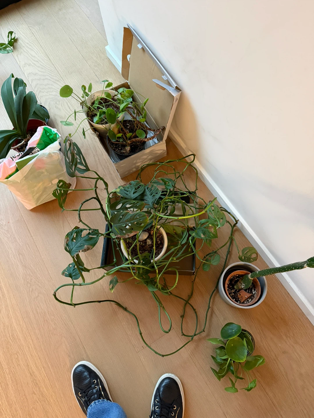 Pilea peperomioides plant and more - photo 4