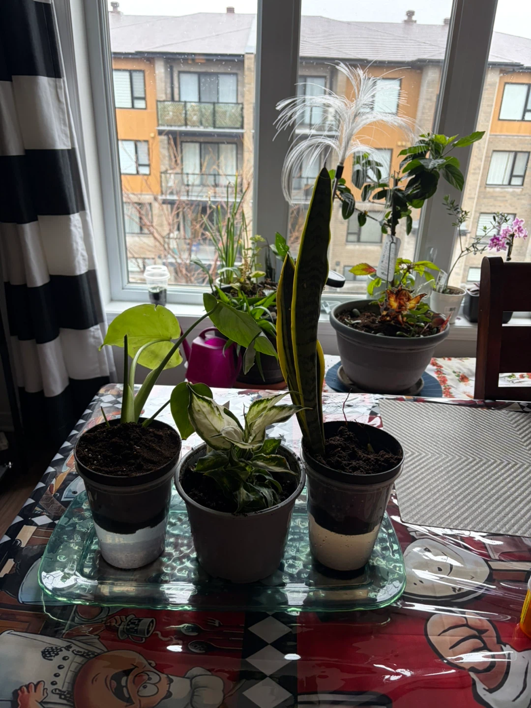 Three Potted Houseplants