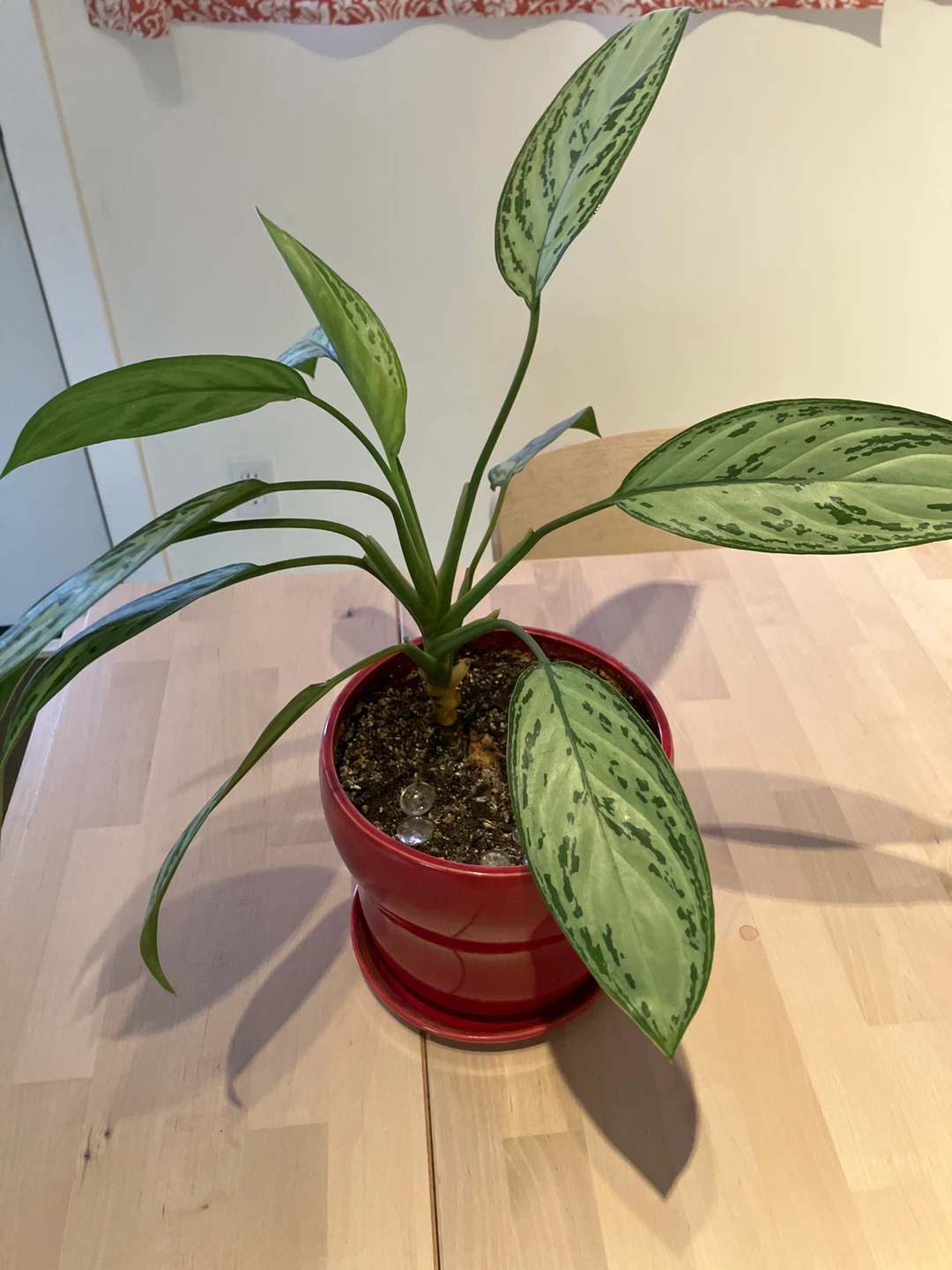 Aglaonema Plant in Red Pot