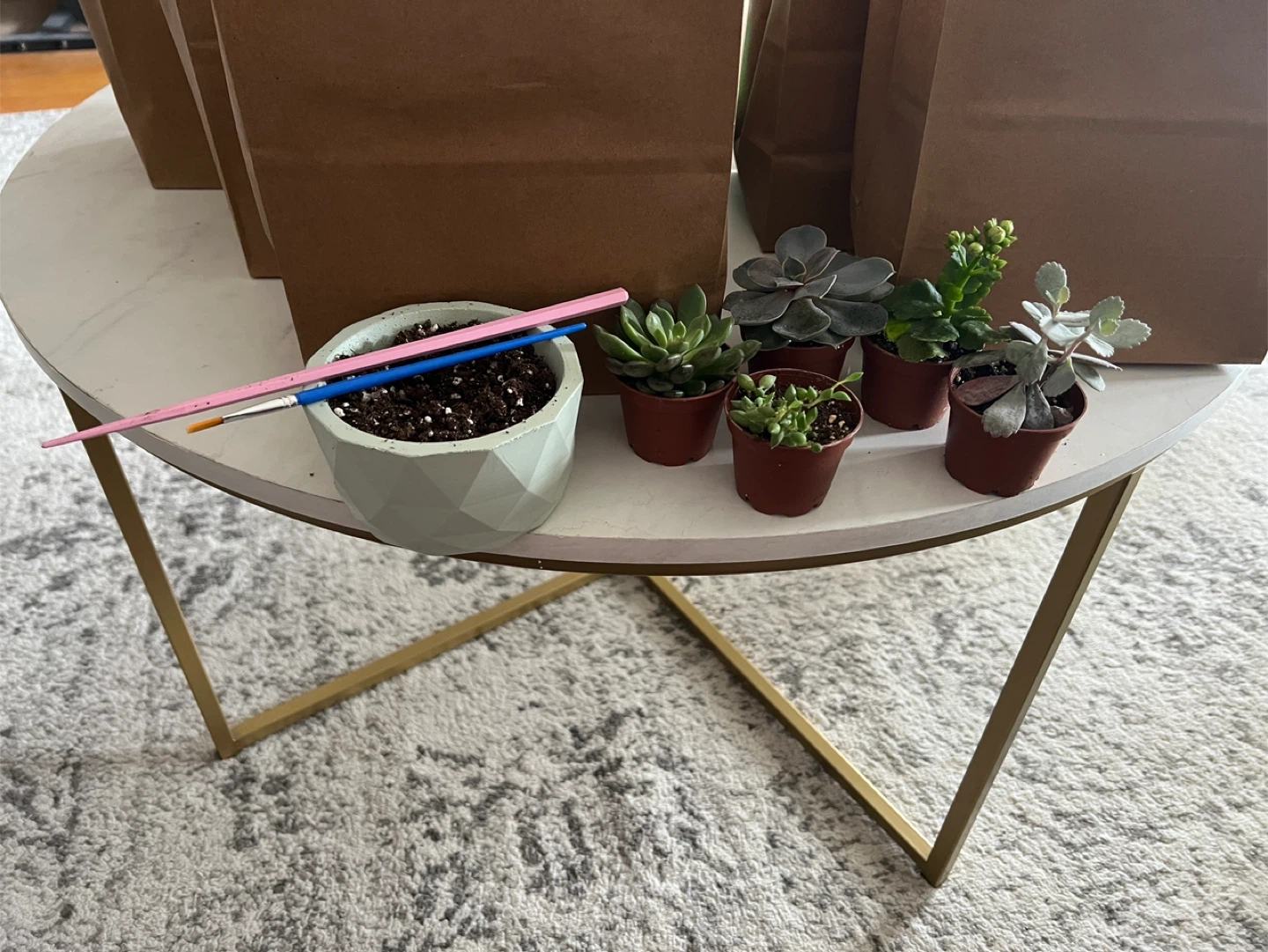 Set of 6 Succulents with Decorative Pot Kits - photo 2